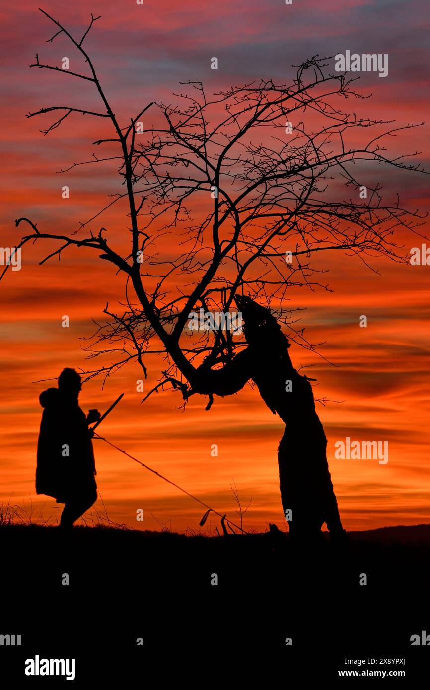 Frankreich, Doubs, alter Obstbaum bei Sonnenuntergang, Person, die mit seinem Hund läuft, Hinterlicht Stockfoto