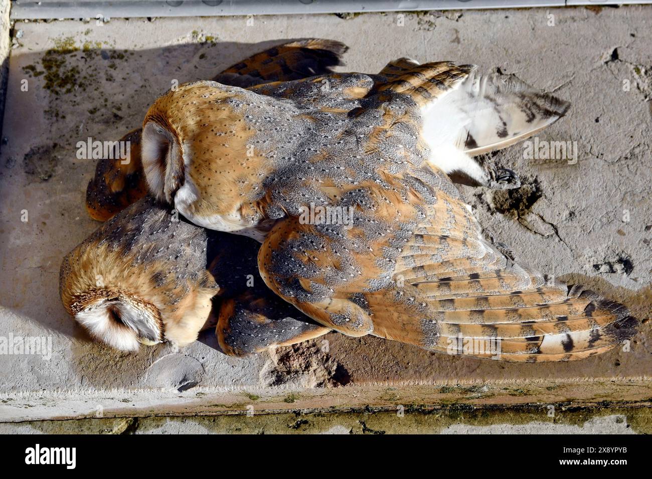 Frankreich, Doubs, Blamont, Scheuneneule (Tyto alba) tot im Kesselraum gefunden Stockfoto