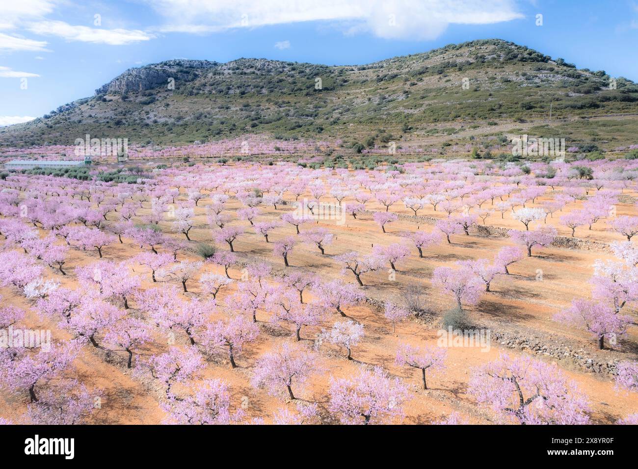 Spanien, Region Valencia, Vilar de Canes, blühende Mandelbäume (aus der Vogelperspektive) Stockfoto