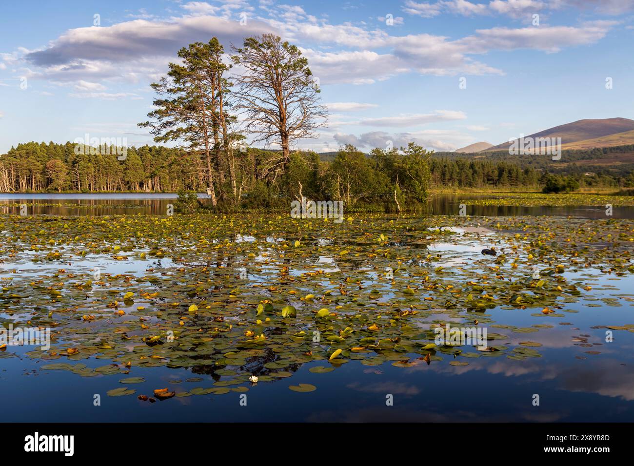 Schottland, Highlands, Cairngorms National Park, Nethy Bridge, Loch Mallachie im Abernethy National Nature Reserve, berühmt für seine Fischadler Stockfoto