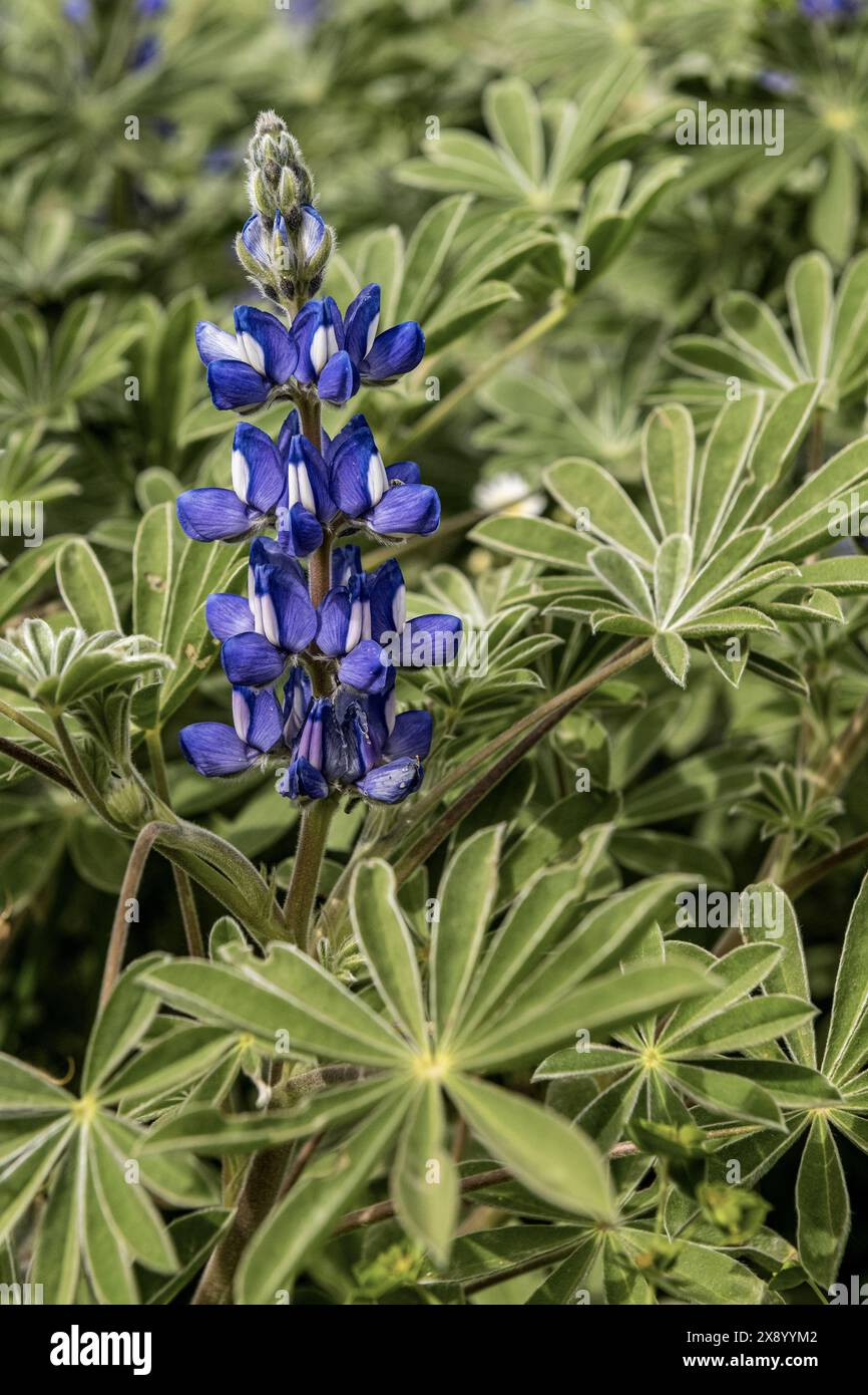 Nahaufnahme von Lupinus pilosus, mit auffälligen blauen Blüten inmitten üppig grüner Blätter. In einer natürlichen Umgebung mit einzigartiger Schönheit. Stockfoto