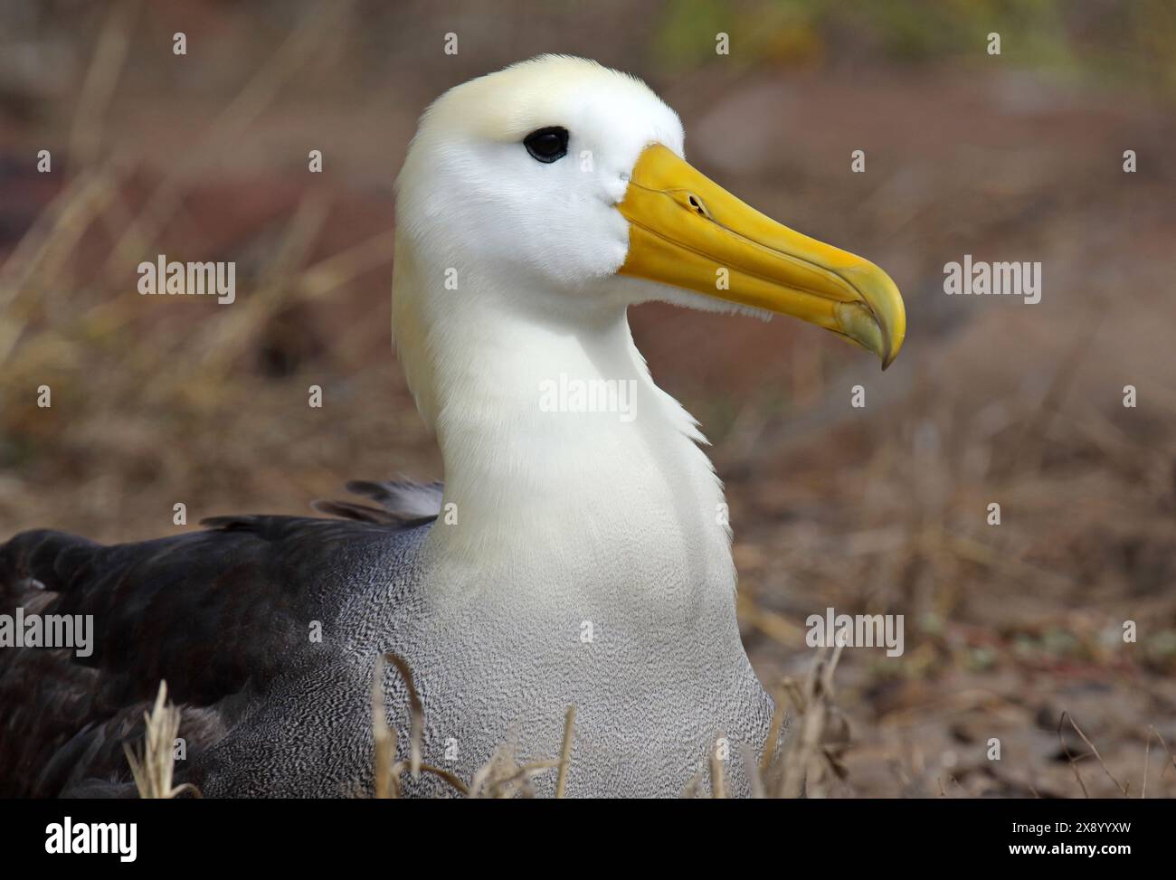 Waved albatros, Galapagos albatros (Diomedea irrorata, Phoebastria irrorata), Porträt, Ecuador, Galapagos Inseln Stockfoto