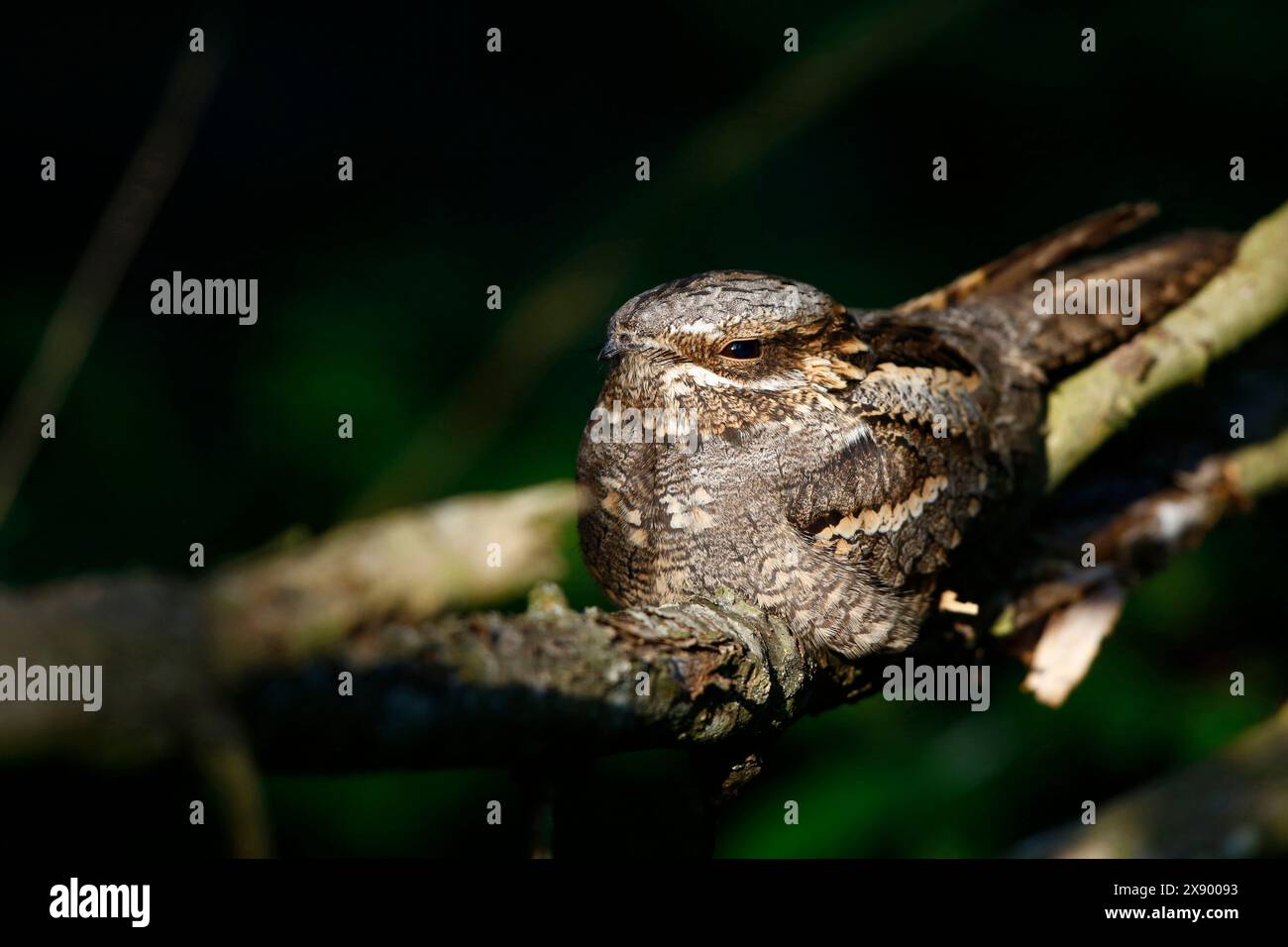 Europäische Nachtkanne (Caprimulgus europaeus), Rasting, Niederlande, Südholland Stockfoto