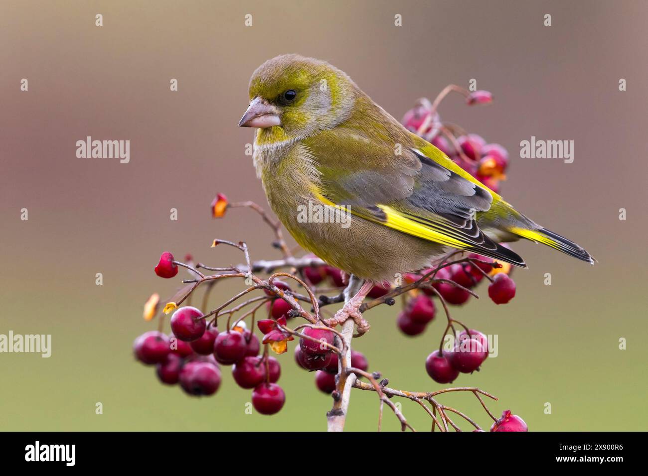 westlicher Grünfink, Europäischer Grünfink; Grünfink (Carduelis chloris, Chloris chloris), Rüde auf einem Zweig mit Vogelbeeren, Seitenansicht, Italien, Stockfoto