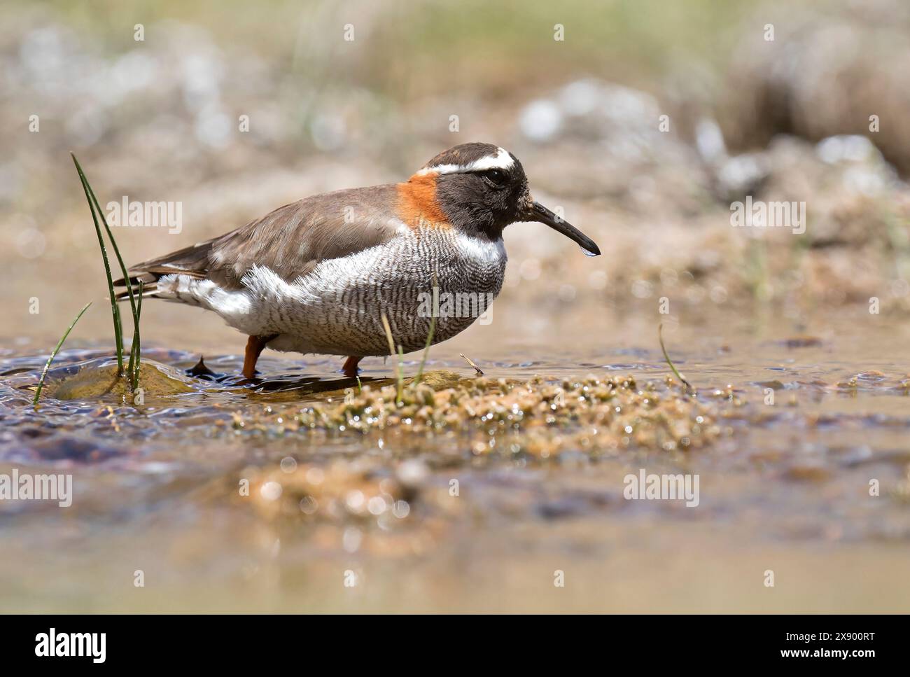 mitchells Phegornis mitchellii, auf dem Boden sitzend, Chile Stockfoto