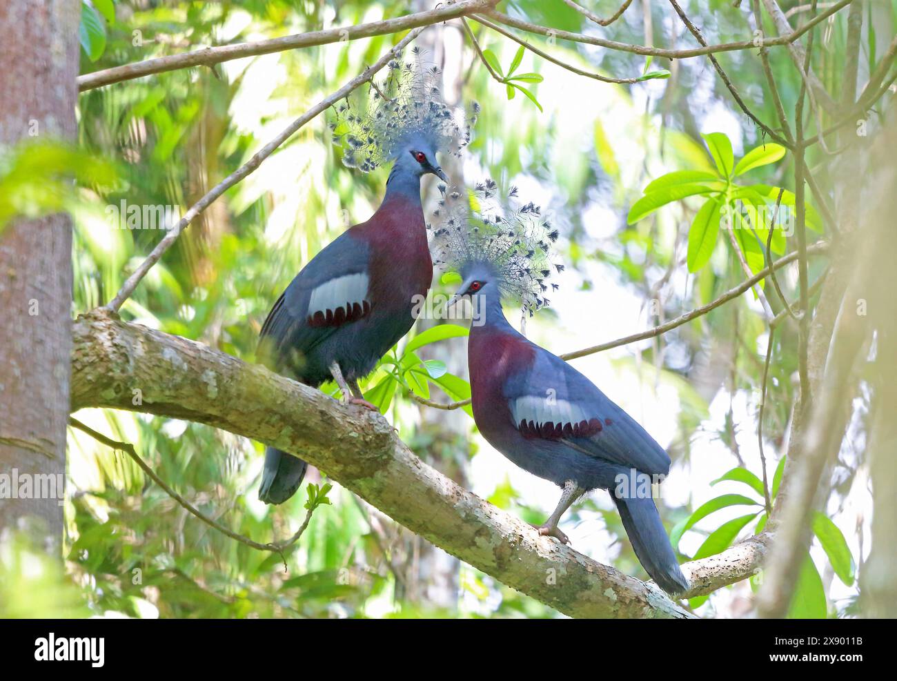 victoria gekrönte Taube (Goura victoria), Paar auf einem Baum, Papua-Neuguinea, Nimbokrang Stockfoto