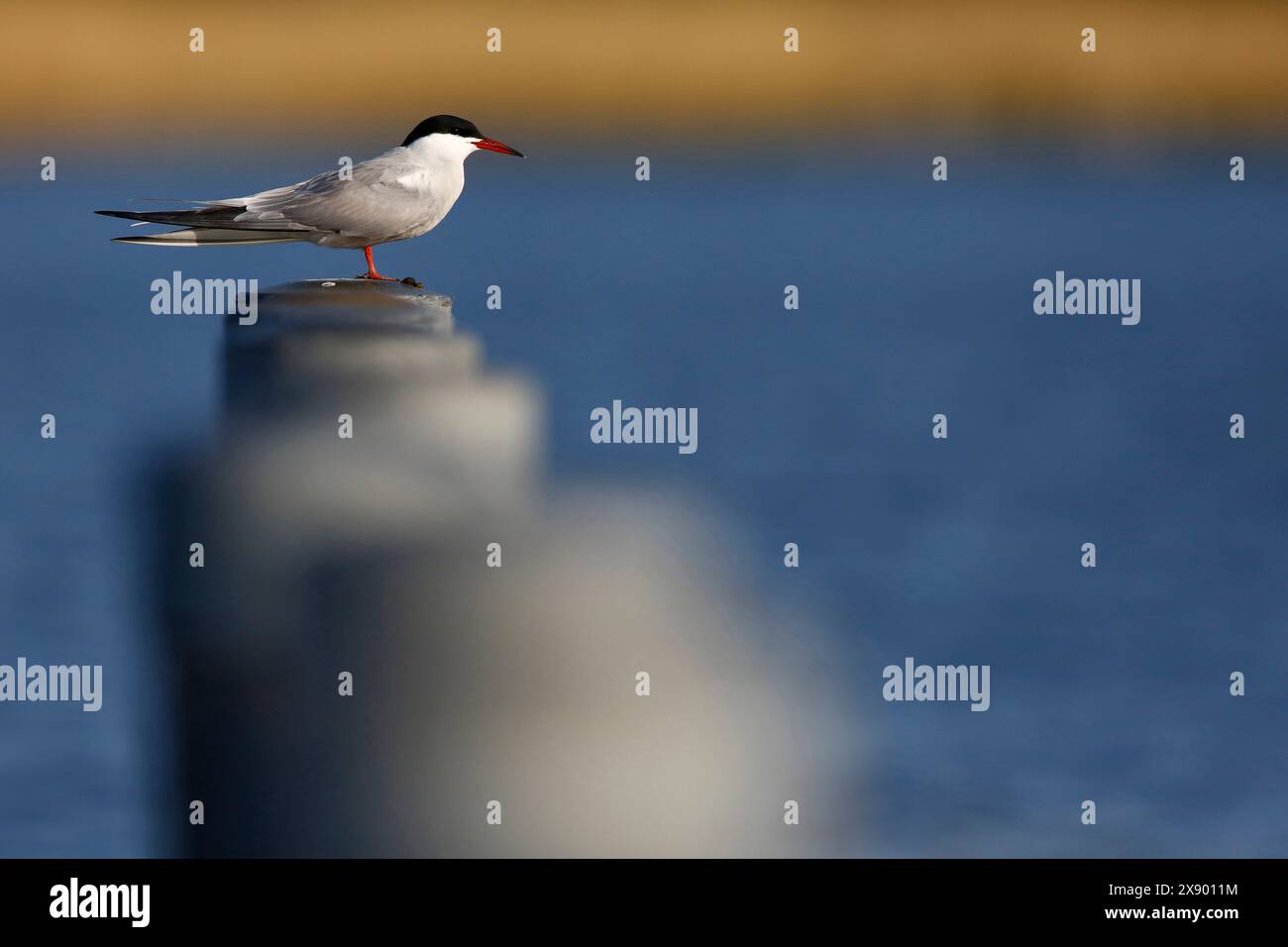 Seeschwalbe (Sterna hirundo), sitzt auf einem Pfosten am Wasser, Niederlande, Südholland, Rottemeren Stockfoto