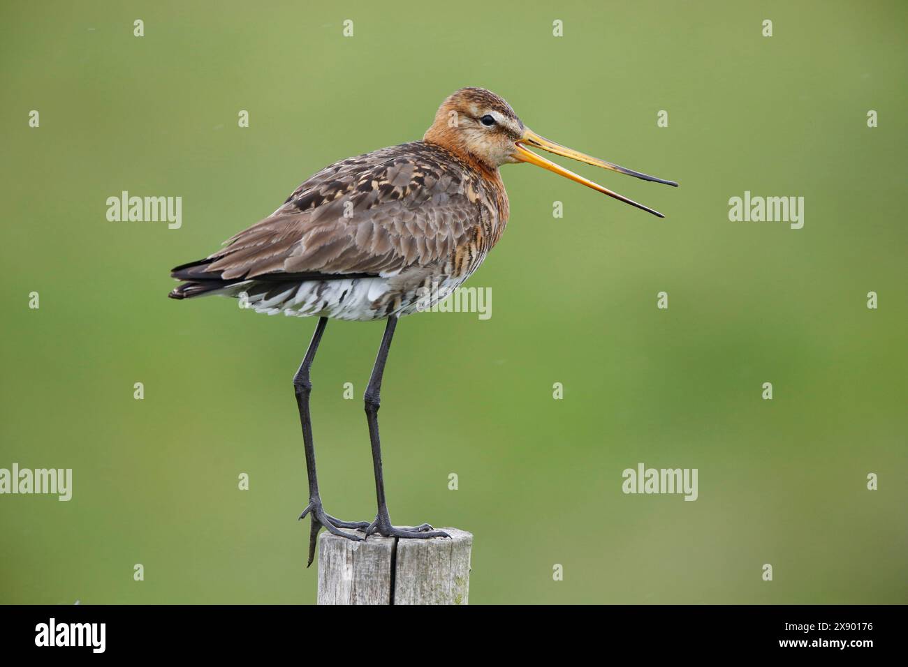 Schwarzschwanzgottwit (Limosa limosa), sitzt auf einem Pfosten, ruft, Niederlande Stockfoto