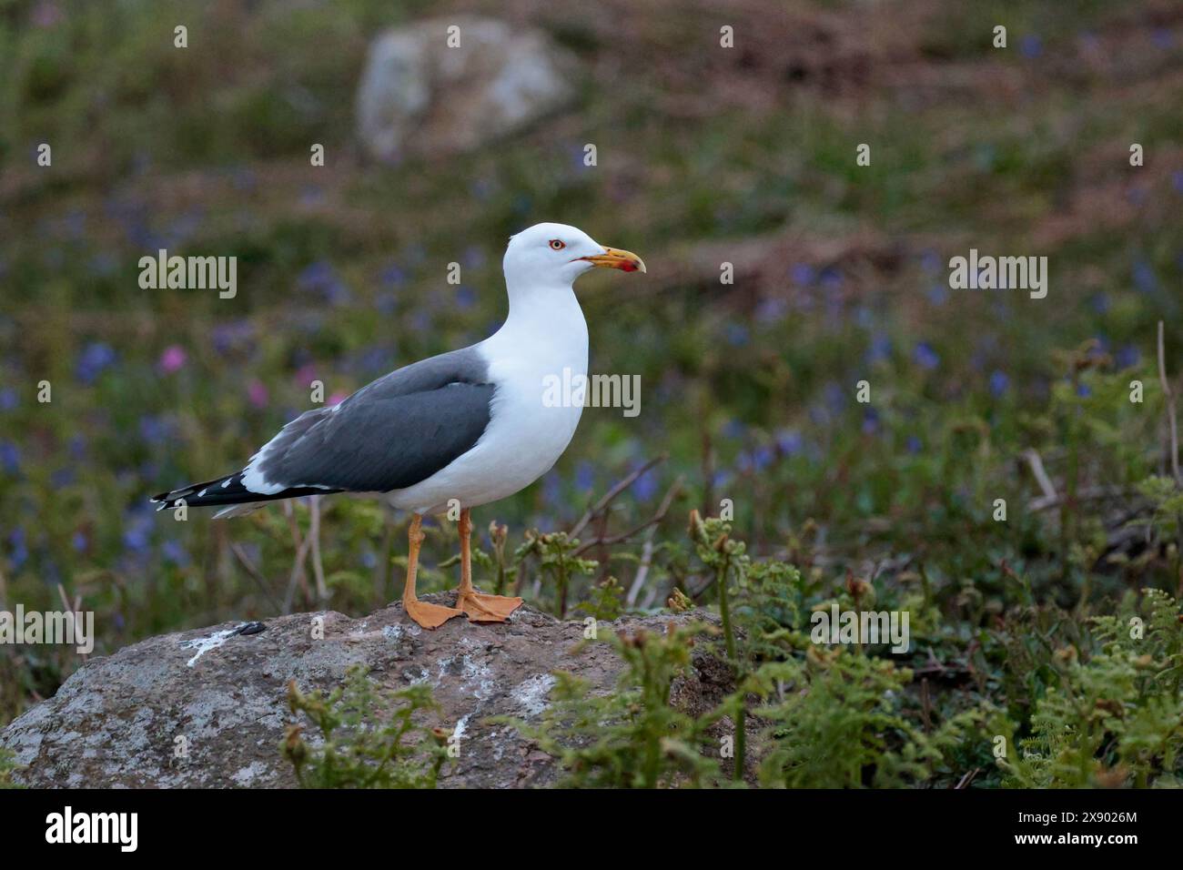 Kleine schwarze Rückenmöwe larus fuscus, dunkelgraue Flügel schwarze Flügelspitzen weißer Kopf und Unterseite großer gelber Schnabel mit rotem Fleck an der Spitze gelbliche Beine Stockfoto