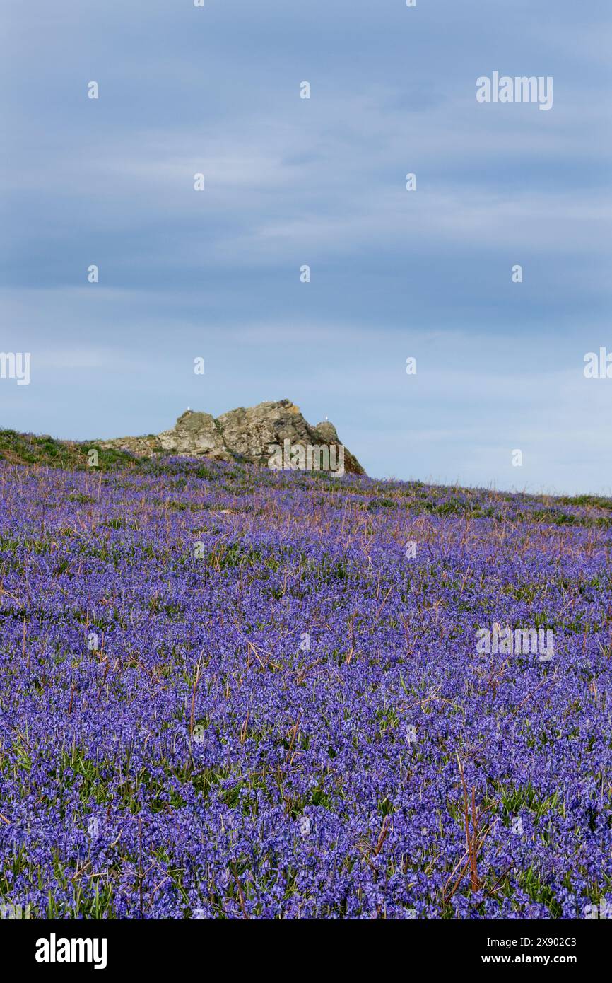 Skomer Insellandschaft im Spätfrühling Blauglocken „hyacinthoides non scripta“ auf felsigen Hängen, Reihe blauer glockenförmiger Blumen auf einer Seite des Einstiels Stockfoto