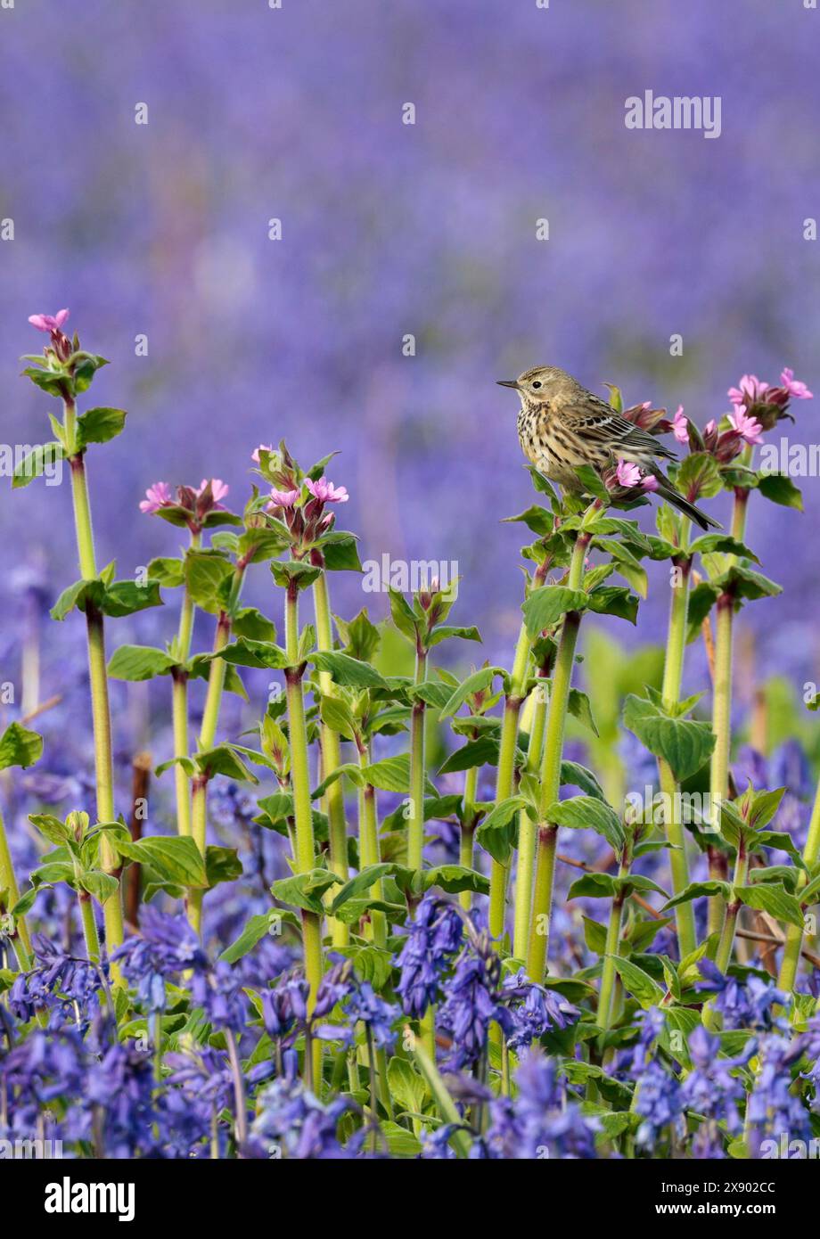 Felsenpipit anthus petrosus, ein Küstenvogel graubraune Oberteile blasscremegrau dunkel gestreifte Unterteile schmaler Spitzschnabel im späten Frühjahr Großbritannien Stockfoto Felsenpipit anthus petrosus, ein Küstenvogel graubraune Oberteile blasscremegrau dunkel gestreifte Unterteile schmaler Spitzschnabel im späten Frühjahr Großbritannien Stockfoto