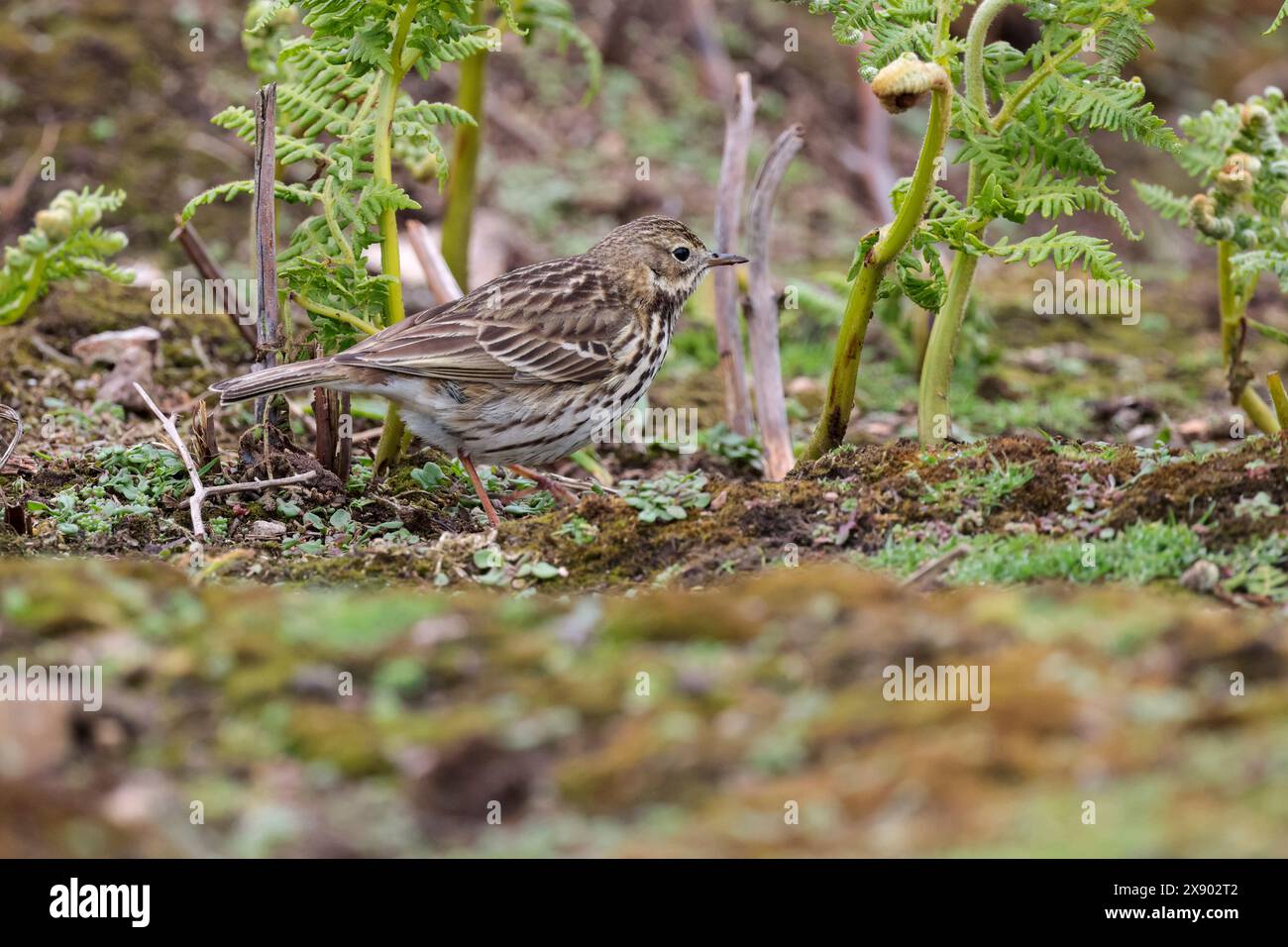 Felsenpipit anthus petrosus, ein Küstenvogel graubraune Oberteile blasscremegrau dunkel gestreifte Unterteile schmaler Spitzschnabel im späten Frühjahr Großbritannien Stockfoto Felsenpipit anthus petrosus, ein Küstenvogel graubraune Oberteile blasscremegrau dunkel gestreifte Unterteile schmaler Spitzschnabel im späten Frühjahr Großbritannien Stockfoto