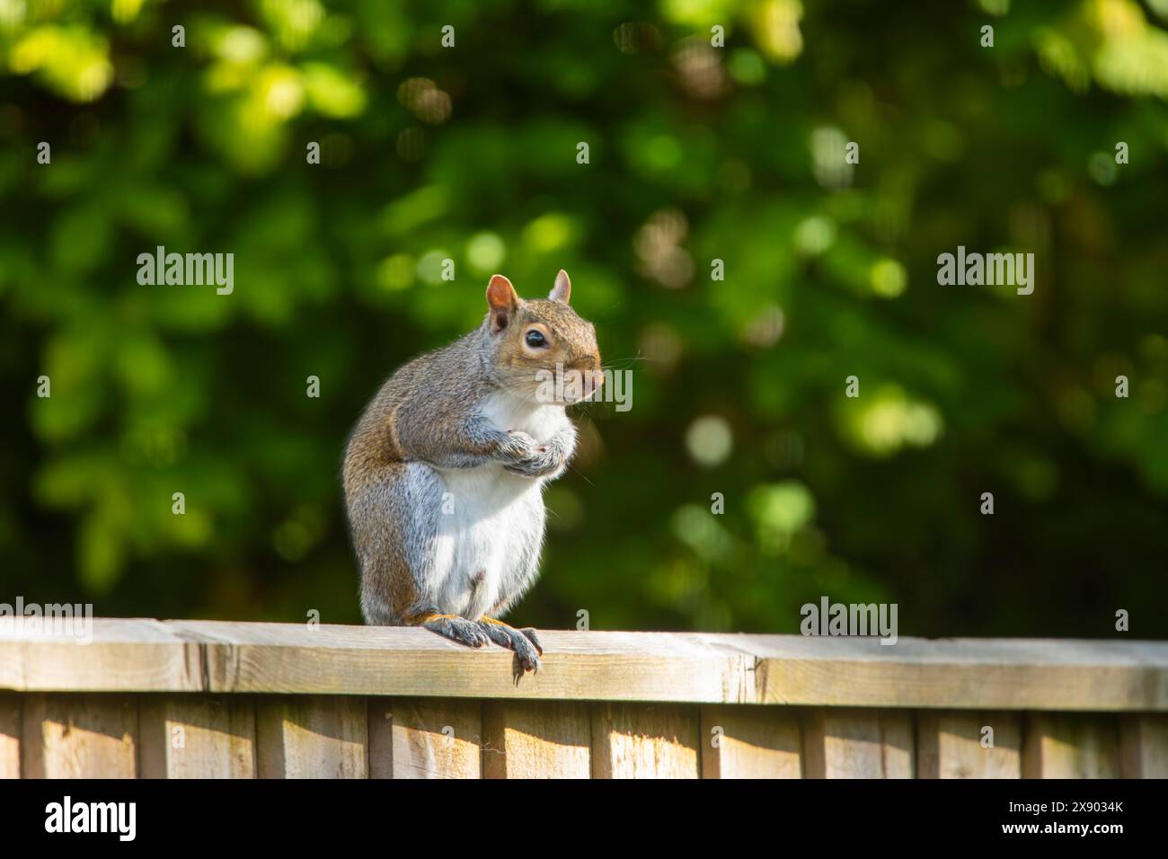 Graues Eichhörnchen Stockfoto