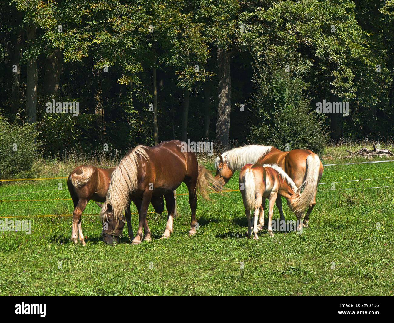 Zwei Haflinger Stuten mit ihren Fohlen Stockfoto