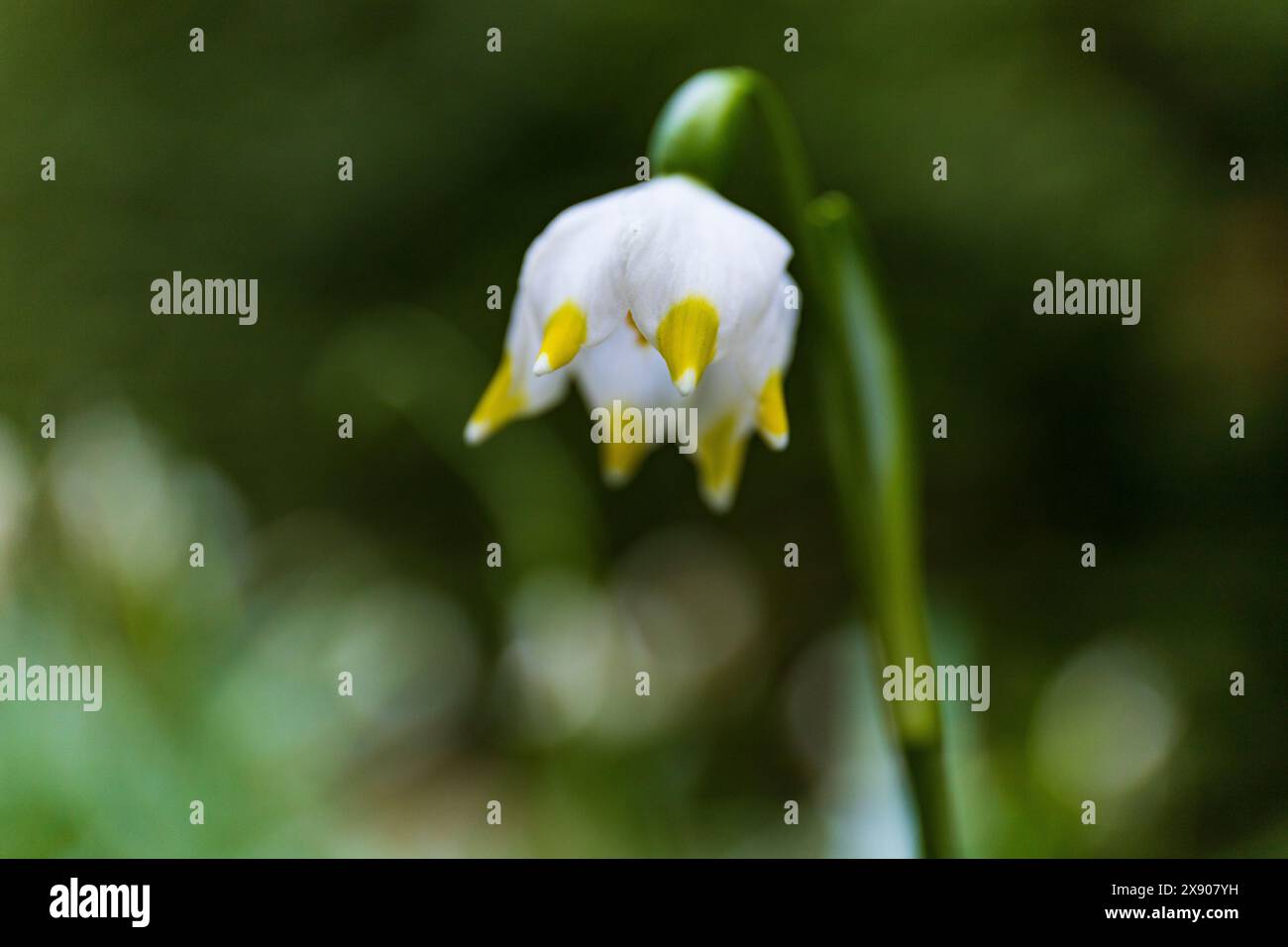 Weiße Schneeglöckchenblume auf einem grünen Stamm vor der Sonne auf einem verschwommenen grünen Hintergrund, botanische Makrofotografie Stockfoto