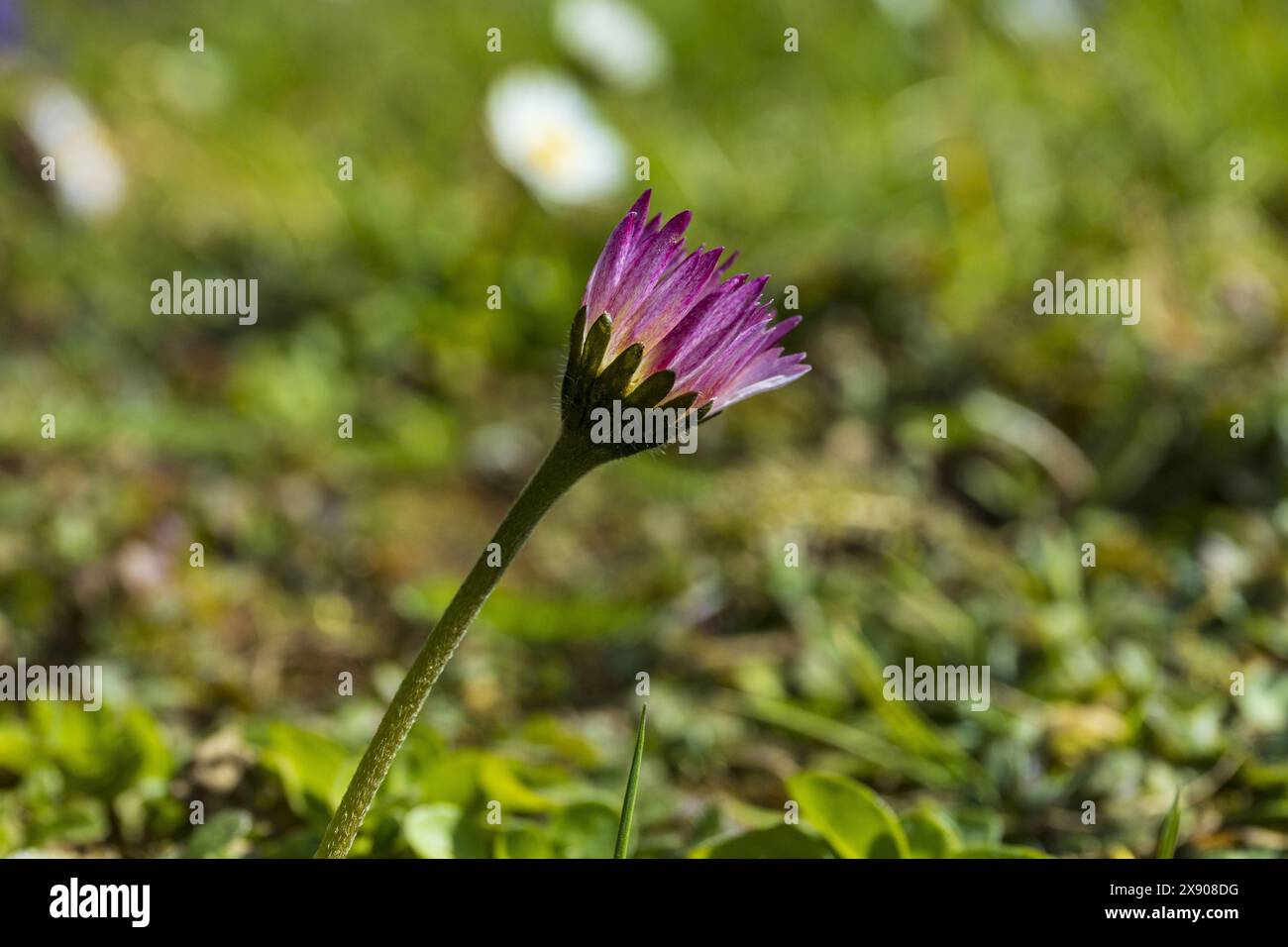 Rosa lila Gänseblümchenblume auf einem dünnen Stiel gegen die Sonne auf einem verschwommenen grünen Grashintergrund, Seitenansicht, botanische Makrofotografie Stockfoto