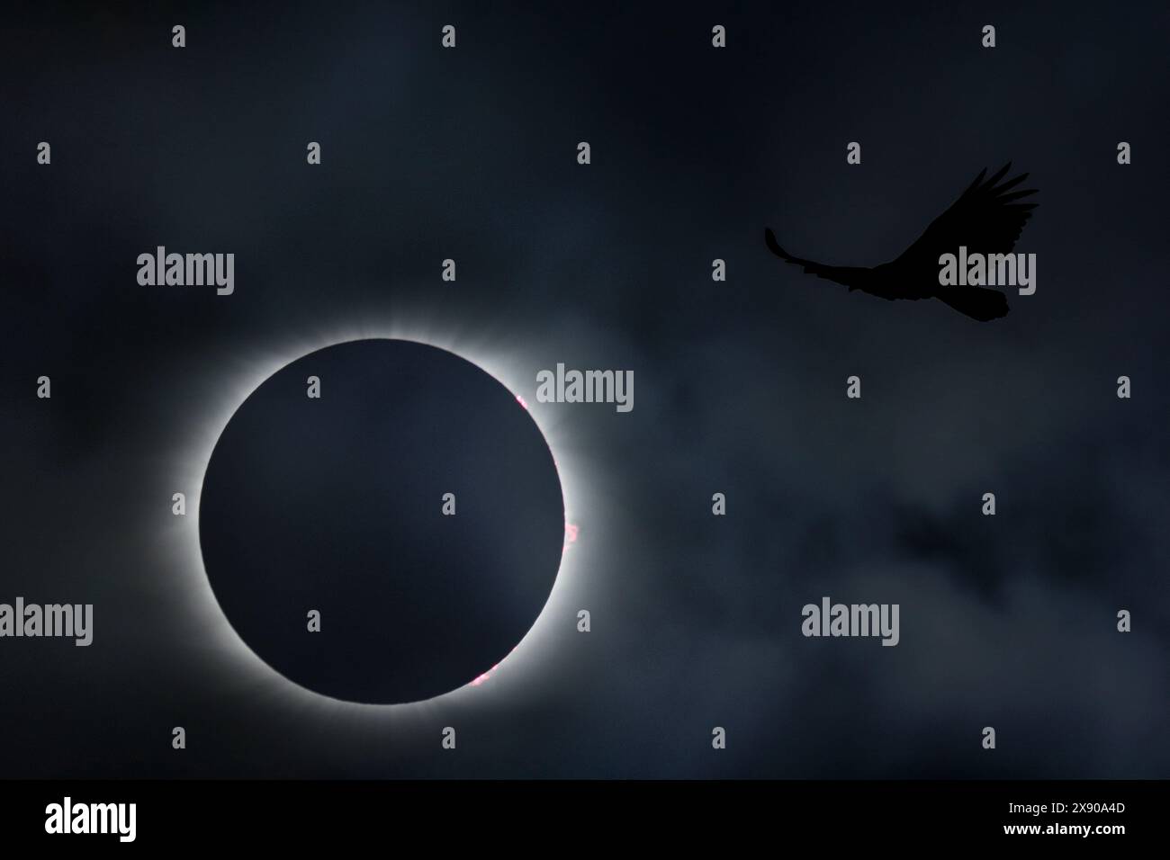 Sonnenfinsternis mit Vogel im Himmel, Erie Pennsylvania Stockfoto