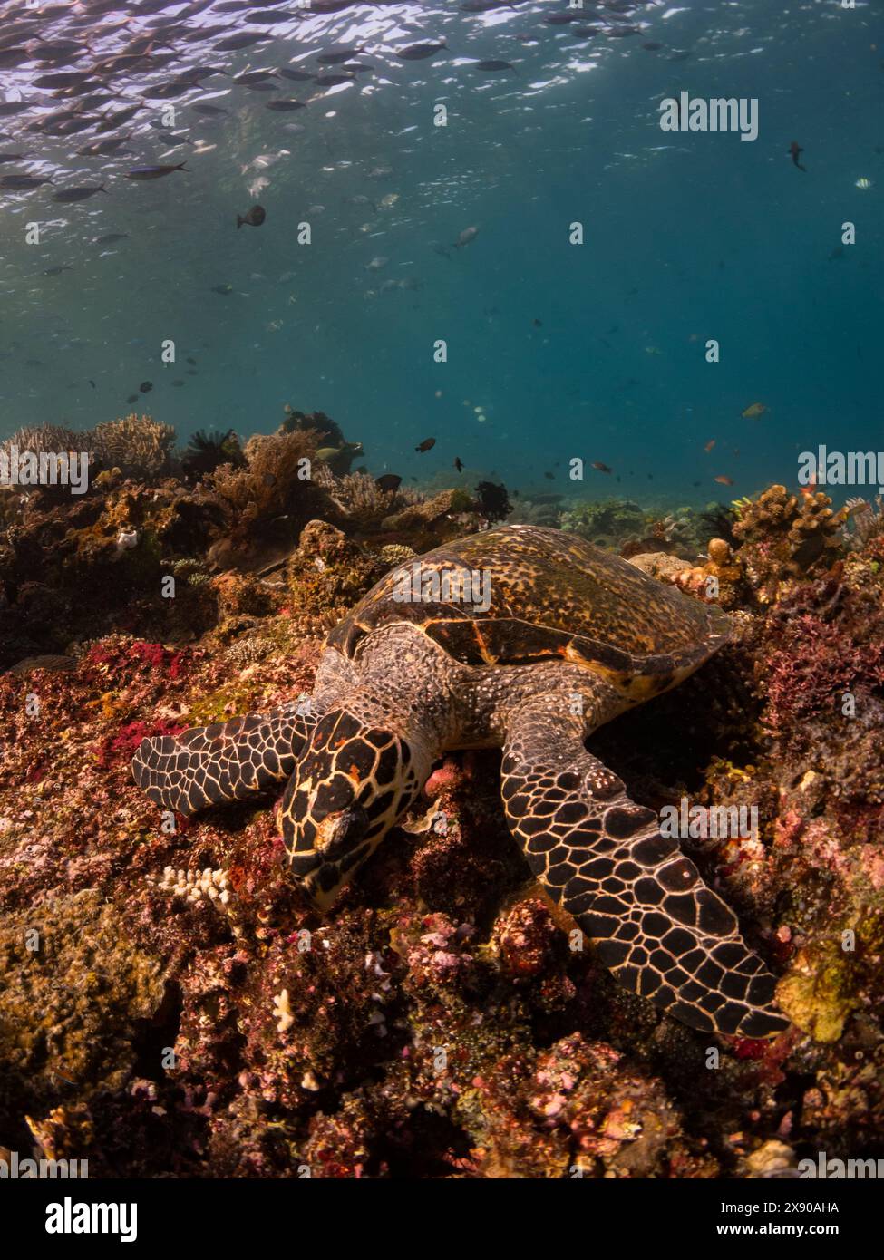 Die vom Aussterben bedrohte Karettschildkröte Eretmochelys imbricata am Riff des Komodo-Nationalparks in Indonesien Stockfoto