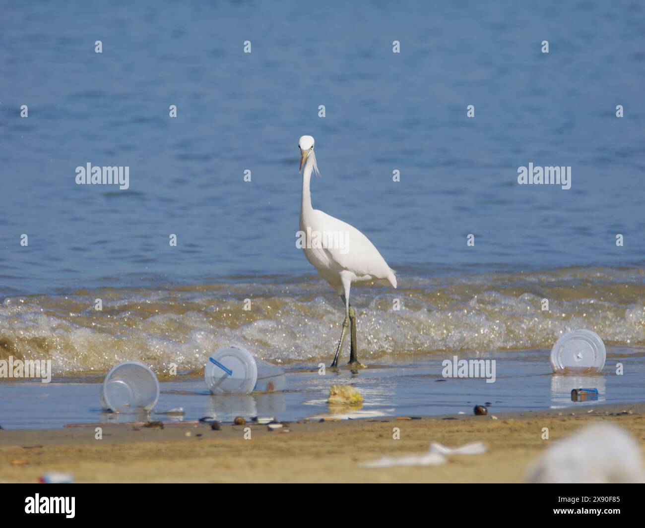 Pacific Reef Heron Light Morph Egretta sacra Sabah, Malaysia, Borneo, Südostasien BI040484 Stockfoto
