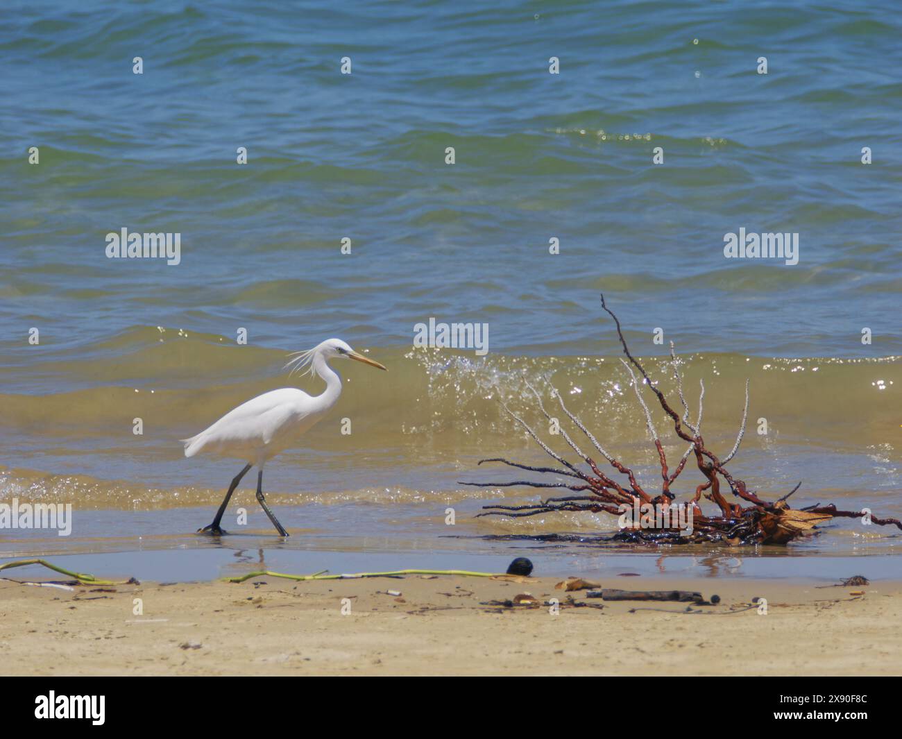 Pacific Reef Heron Light Morph Egretta sacra Sabah, Malaysia, Borneo, Südostasien BI040507 Stockfoto