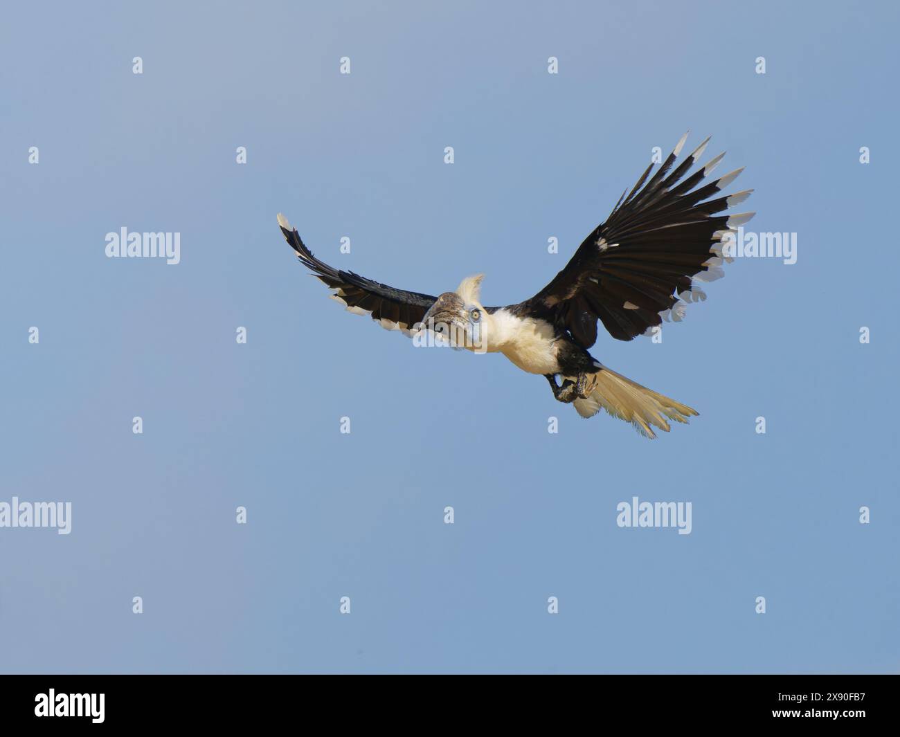 Weißkronen-Nashornvögel landen Berenicornis comatus Sabah, Malaysia, Borneo, Südostasien BI040544 Stockfoto