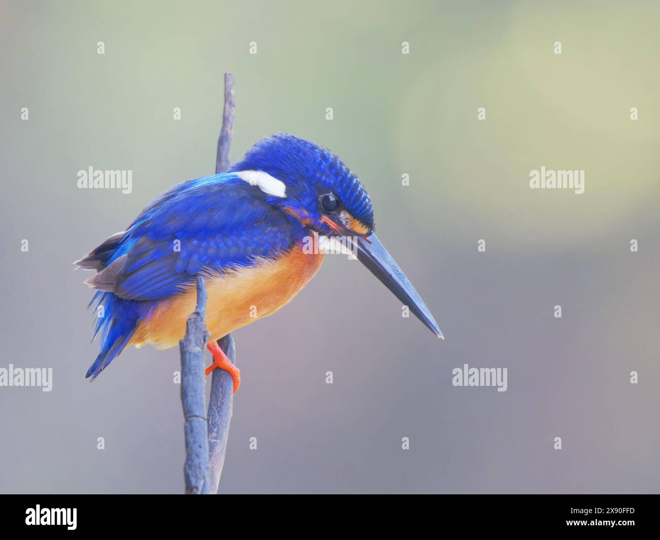 Blauohriger Eisvogel Alcedo, der Sabah, Malaysia, Borneo, Südostasien BI040605 mentiert Stockfoto