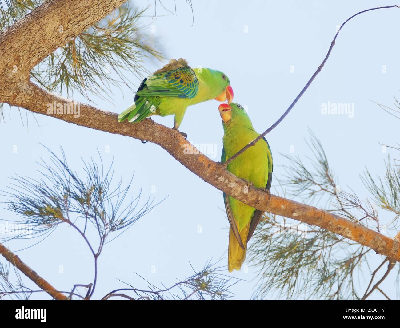 Blue Naped Paprot Balz füttert Tanygnathus lucionensis Sabah, Malaysia, Borneo, Südostasien BI040682 Stockfoto