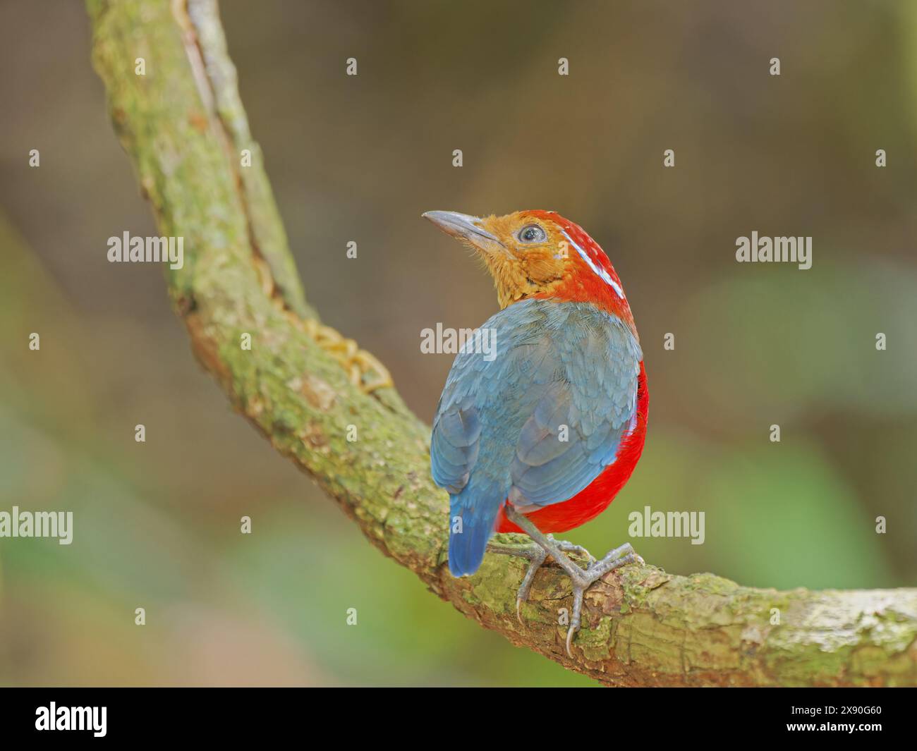 Blue Banded Pitta Erythropitta arquata Sabah, Malaysia, Borneo, Südostasien BI040821 Stockfoto