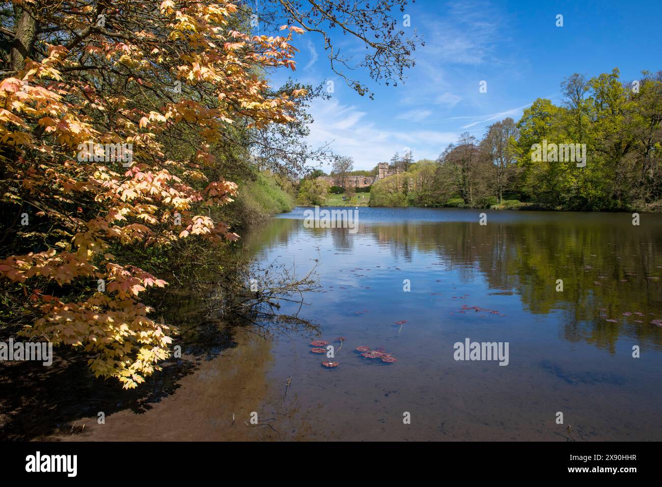 Ein Frühlingstag am Garden Lake in Newstead Abbey, Nottinghamshire England, Großbritannien Stockfoto