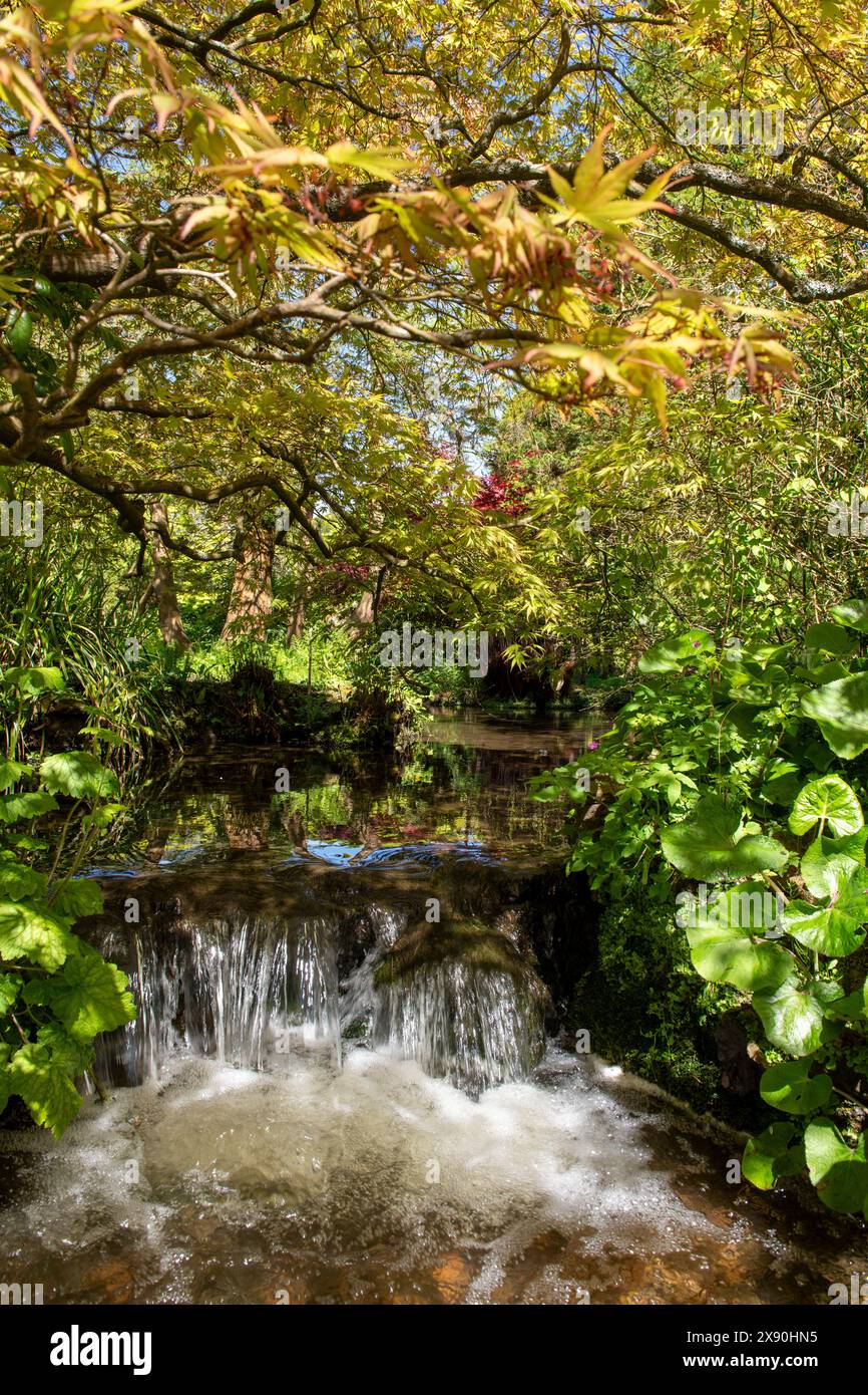 Ein Frühlingstag im Japanischen Garten in der Newstead Abbey, Nottinghamshire England, Großbritannien Stockfoto