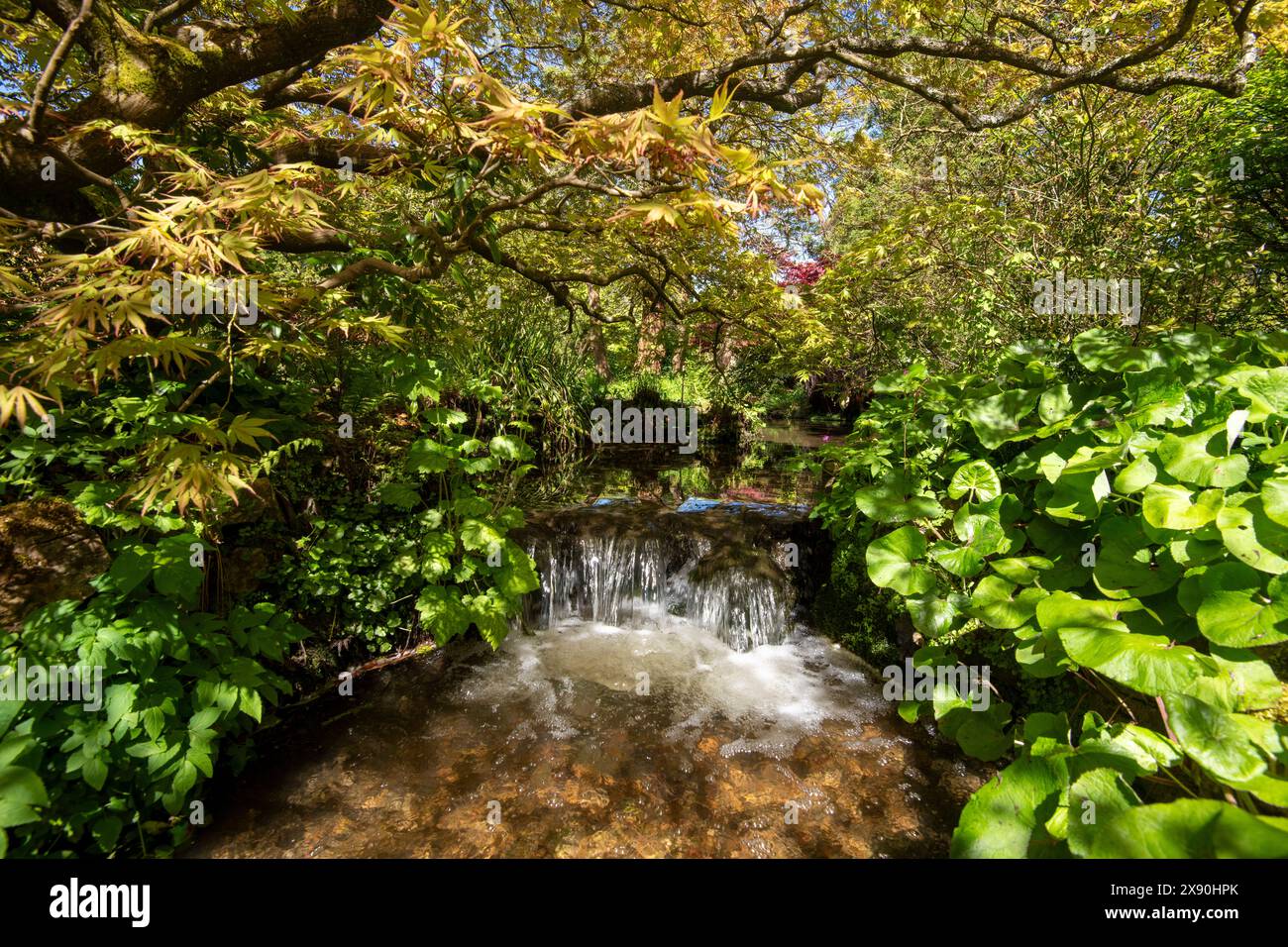 Ein Frühlingstag im Japanischen Garten in der Newstead Abbey, Nottinghamshire England, Großbritannien Stockfoto