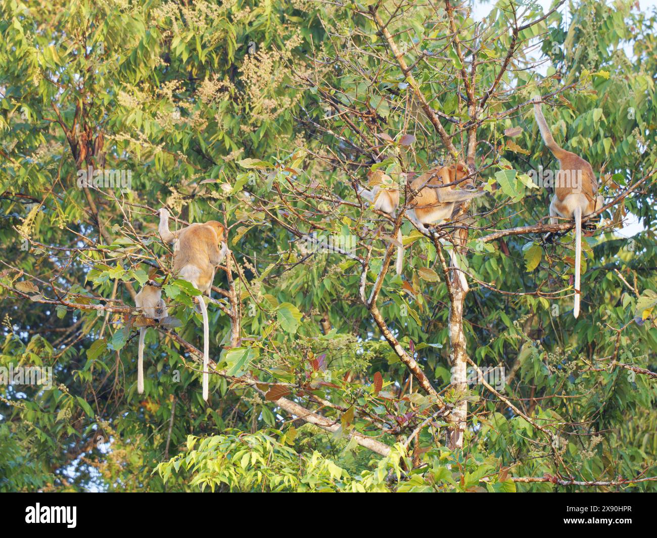 Proboscis Monkey Nasalis larvatus Sabah, Malaysia, Borneo, Südostasien MA004691 Stockfoto