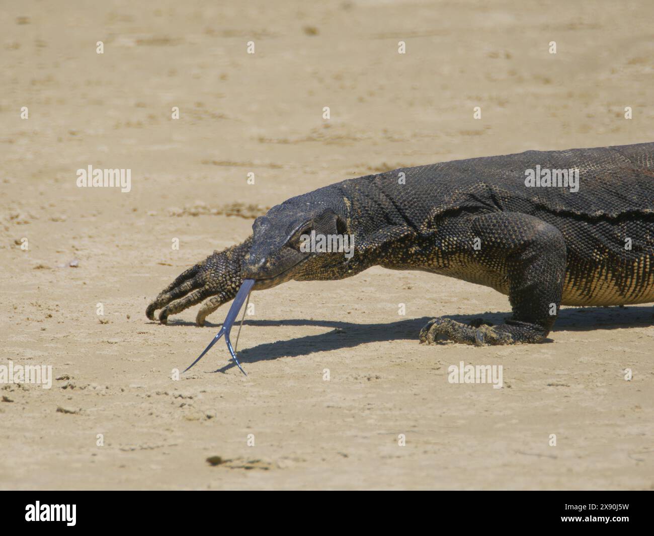 Asiatischer Wassermonitor Lizard Varanus salvator Sabah, Malaysia, Borneo, Südostasien RE000491 Stockfoto
