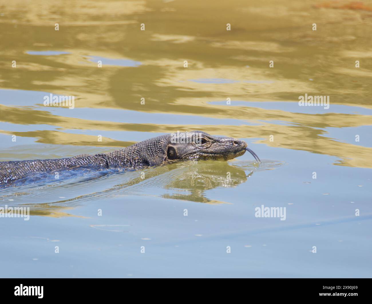 Asiatischer Wassermonitor Lizard Varanus salvator Sabah, Malaysia, Borneo, Südostasien RE000494 Stockfoto