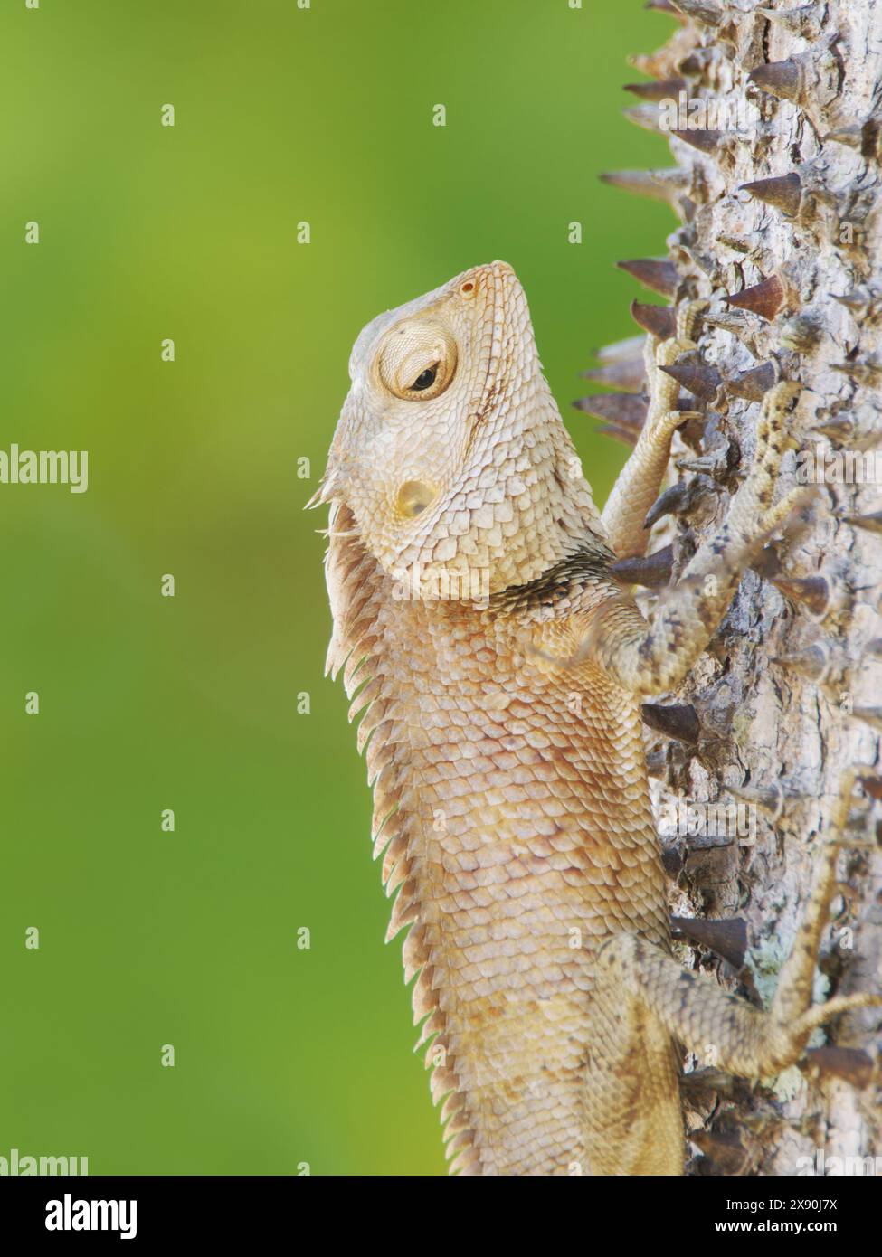 Oriental Garden Lizard Calotes versicolor Sabah, Malaysia, Borneo, Südostasien RE000497 Stockfoto