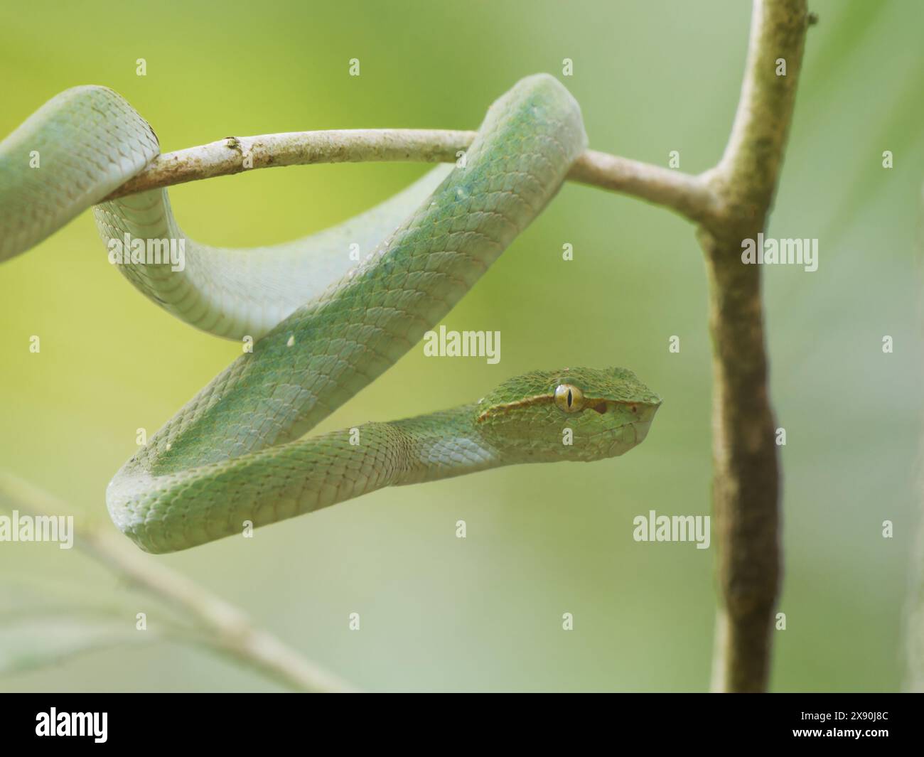 Bornean Keeled Pit Viper Tropidolaemus subannulatus Sabah, Malaysia, Borneo, SE Asia RE000498 Stockfoto