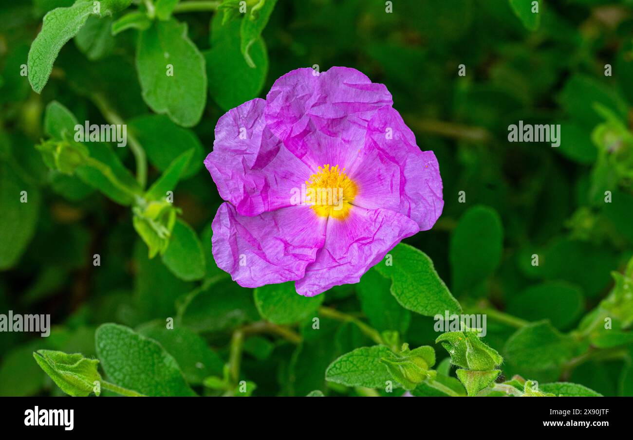 Nahaufnahme der rosa Blume Grauer Cistus, Cistus symphytifolius der Familie Cistaceae. Es ist auf den Kanarischen Inseln endemisch. Stockfoto