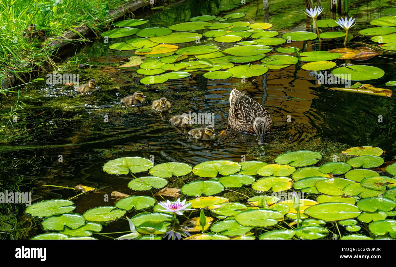 Mutter Ente mit ihren Jungen in einem Teich. Stockfoto