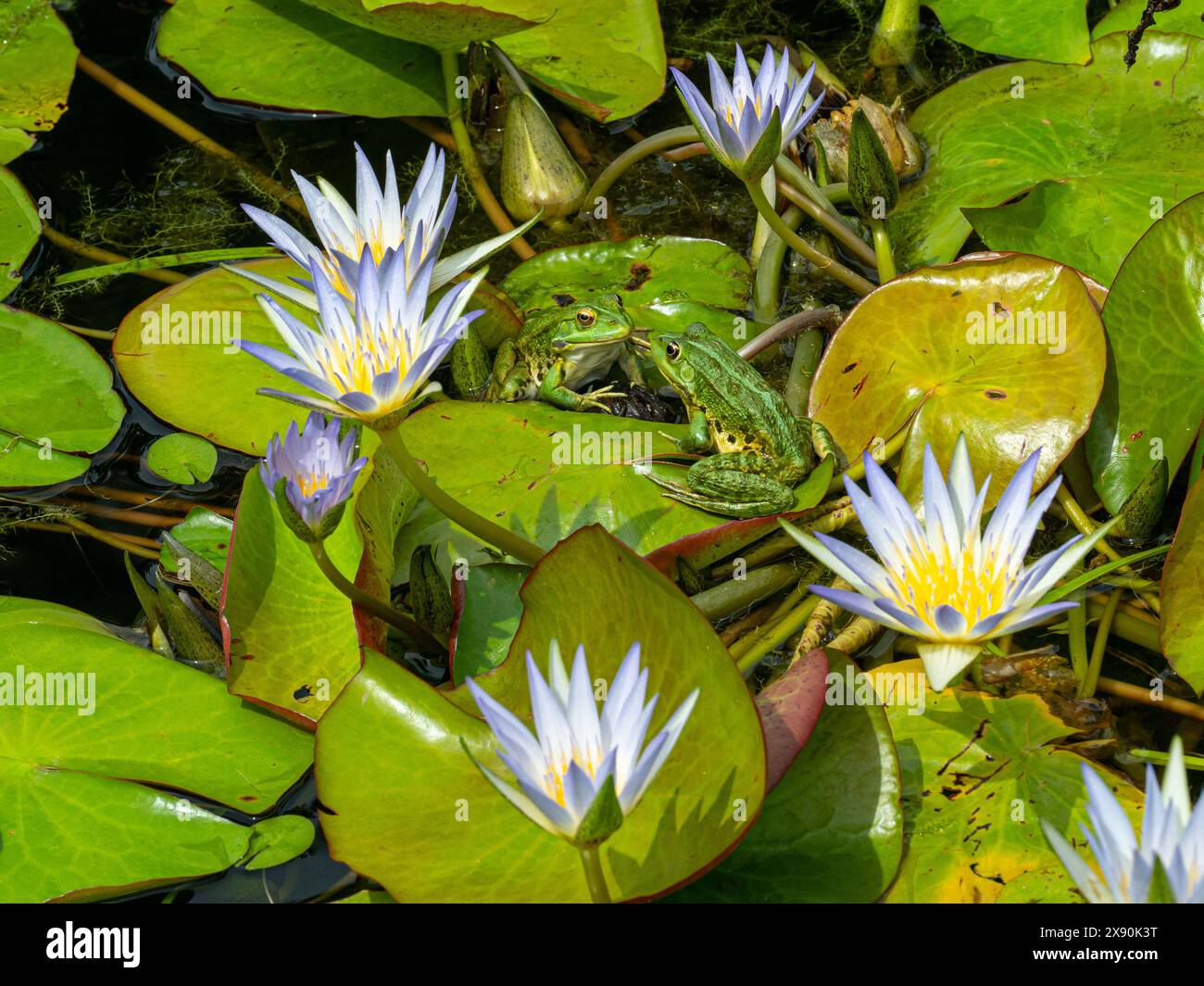 Speisefrosch, Pelophylax esculentus, Baden-Württemberg, Deutschland, Europa Stockfoto
