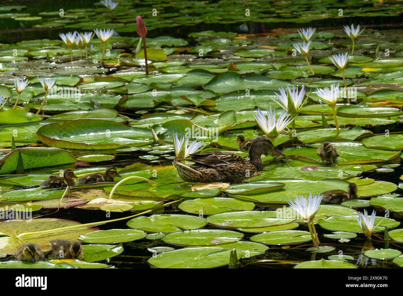 Mutter Ente mit ihren Jungen in einem Teich. Stockfoto