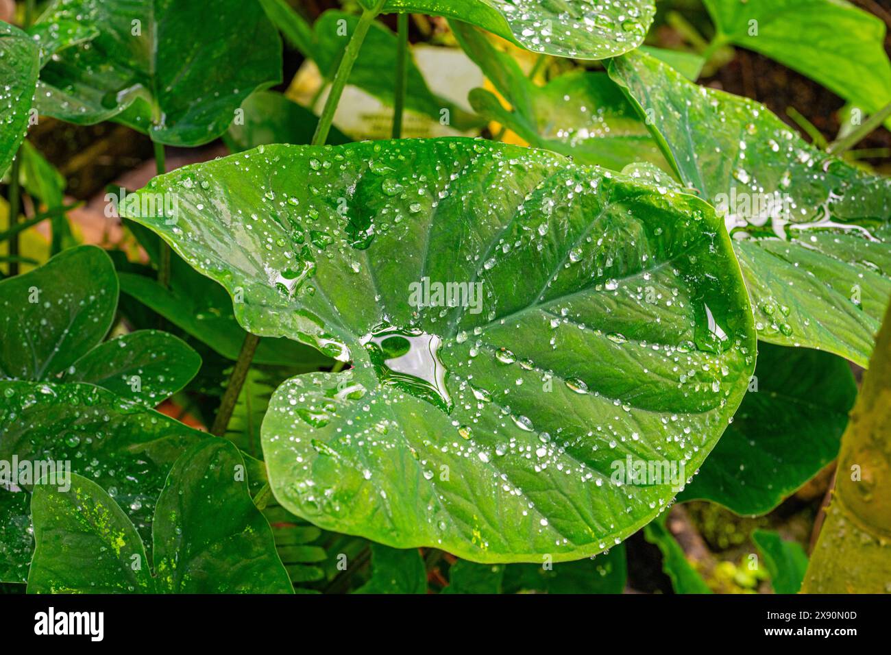 Der Lotuseffekt bei Taro, Coco Yam oder Eddoe (Colocasia esculenta) Blättern. Das Regenwasser rollt ab. Stockfoto