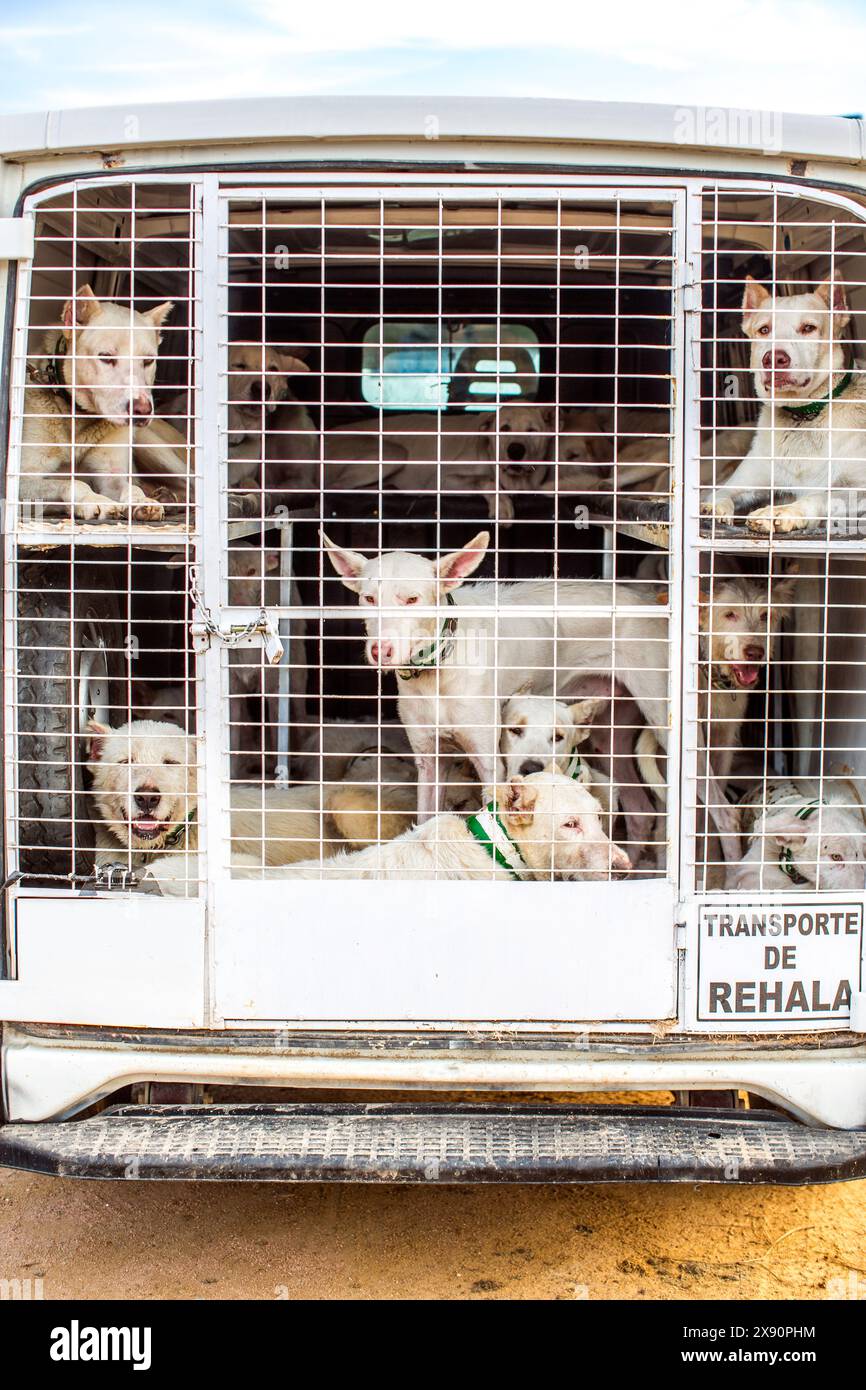 Mehrere Jagdhunde werden tagsüber sicher in einem Käfigfahrzeug in Sierra Morena, Andalusien, transportiert. Stockfoto