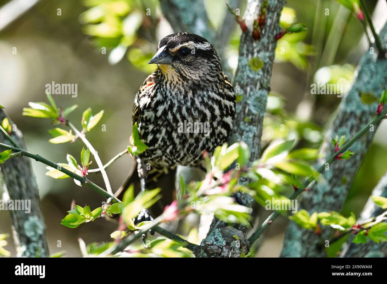 Rotflügeleuchte in Gestrüpp und Bäumen. Stockfoto