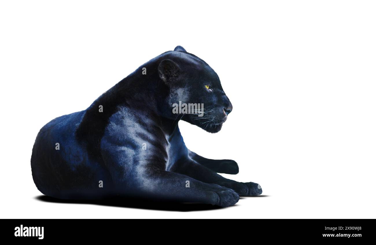 Black Panther isoliert auf weißem Hintergrund Stockfoto