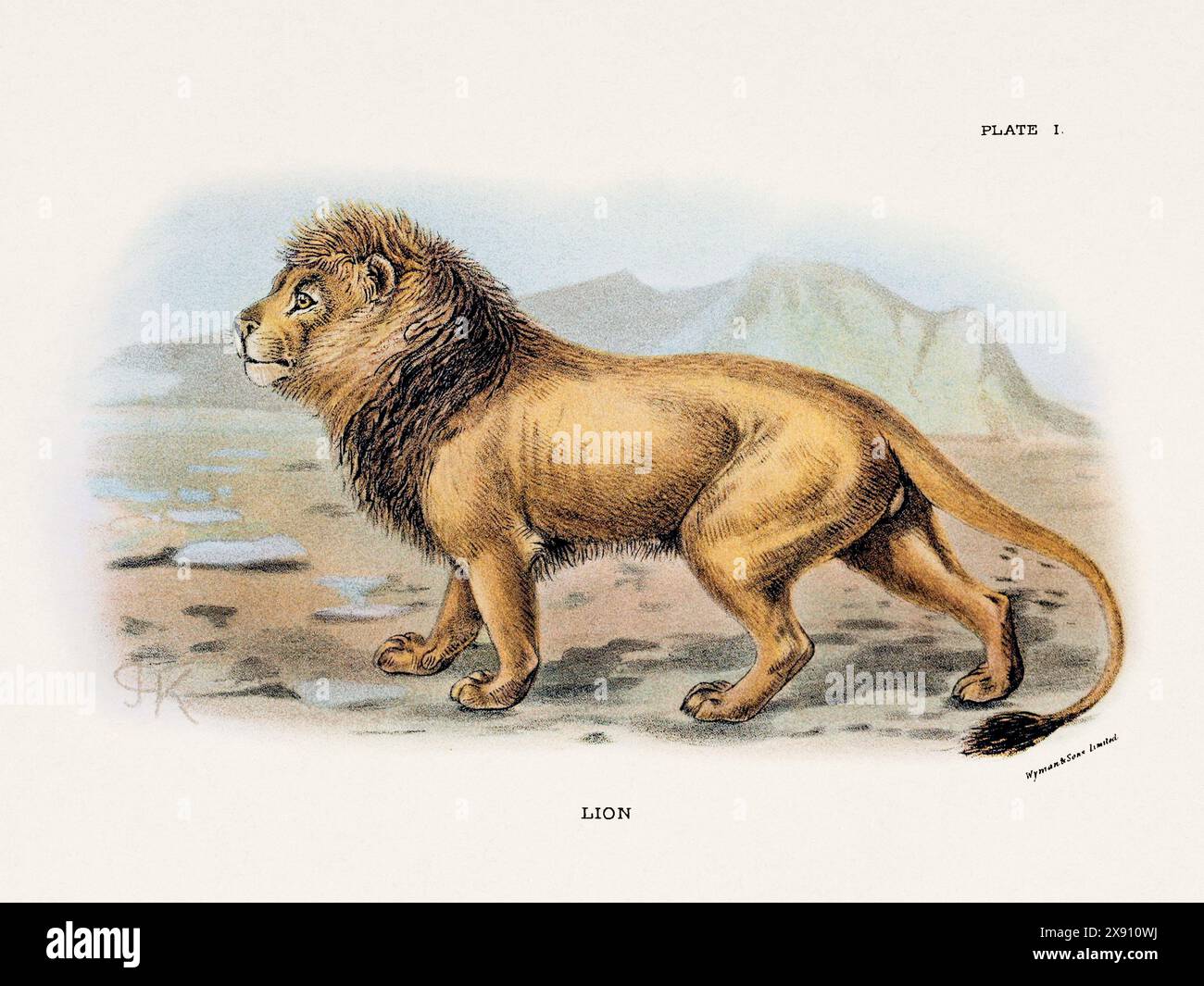 Löwe. Vintage-Illustration einer wilden Katze aus einem naturgeschichtlichen Buch aus dem 19. Jahrhundert, das Katzenarten beschreibt. Stockfoto