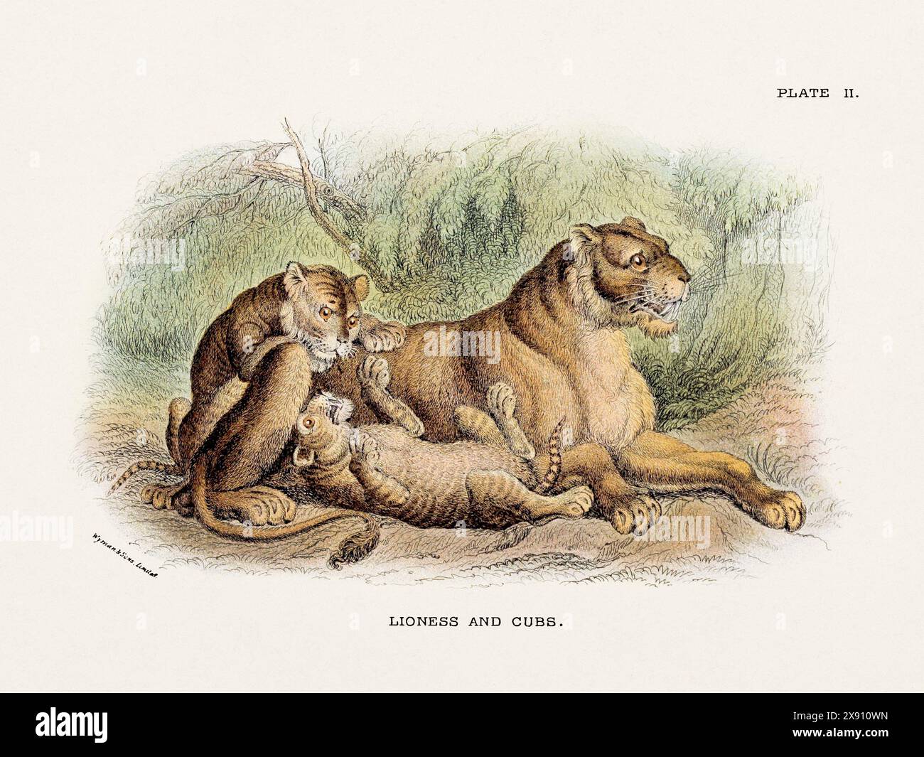 Löwin und Jungtiere. Vintage-Illustration einer wilden Katze aus einem naturgeschichtlichen Buch aus dem 19. Jahrhundert, das Katzenarten beschreibt. Stockfoto