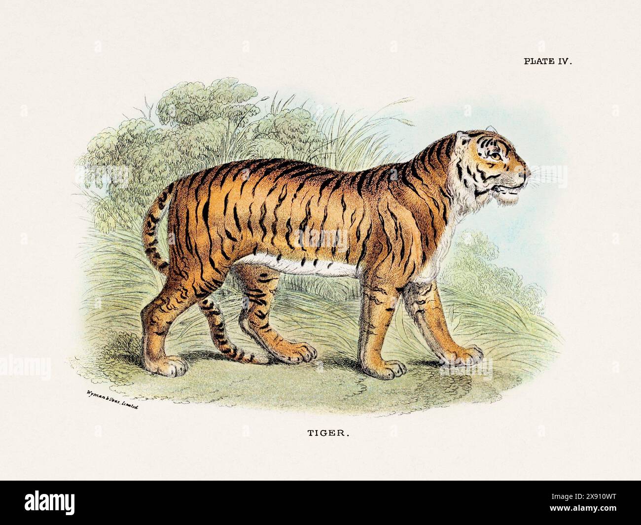 Tiger. Vintage-Illustration einer wilden Katze aus einem naturgeschichtlichen Buch aus dem 19. Jahrhundert, das Katzenarten beschreibt. Stockfoto