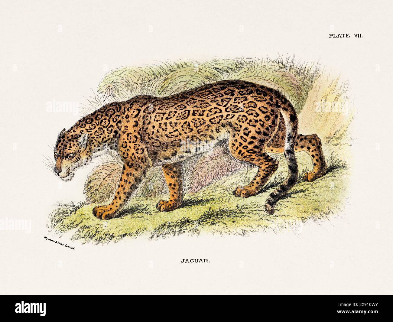 Jaguar. Vintage-Illustration einer wilden Katze aus einem naturgeschichtlichen Buch aus dem 19. Jahrhundert, das Katzenarten beschreibt. Stockfoto