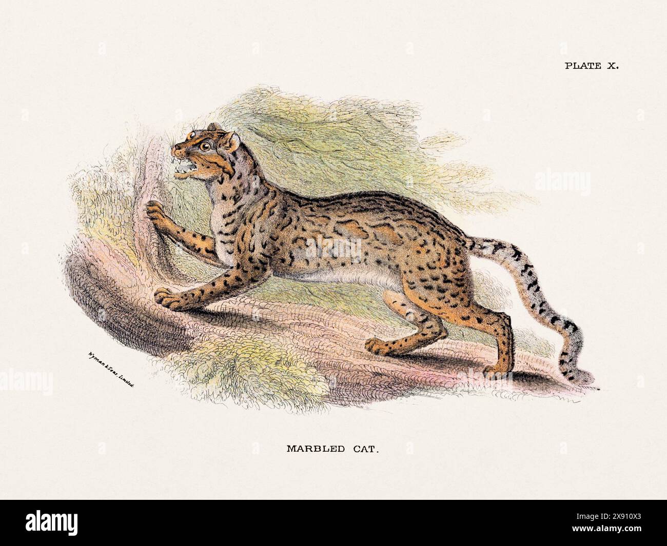 Marmorierte Kat. Vintage-Illustration einer wilden Katze aus einem naturgeschichtlichen Buch aus dem 19. Jahrhundert, das Katzenarten beschreibt. Stockfoto