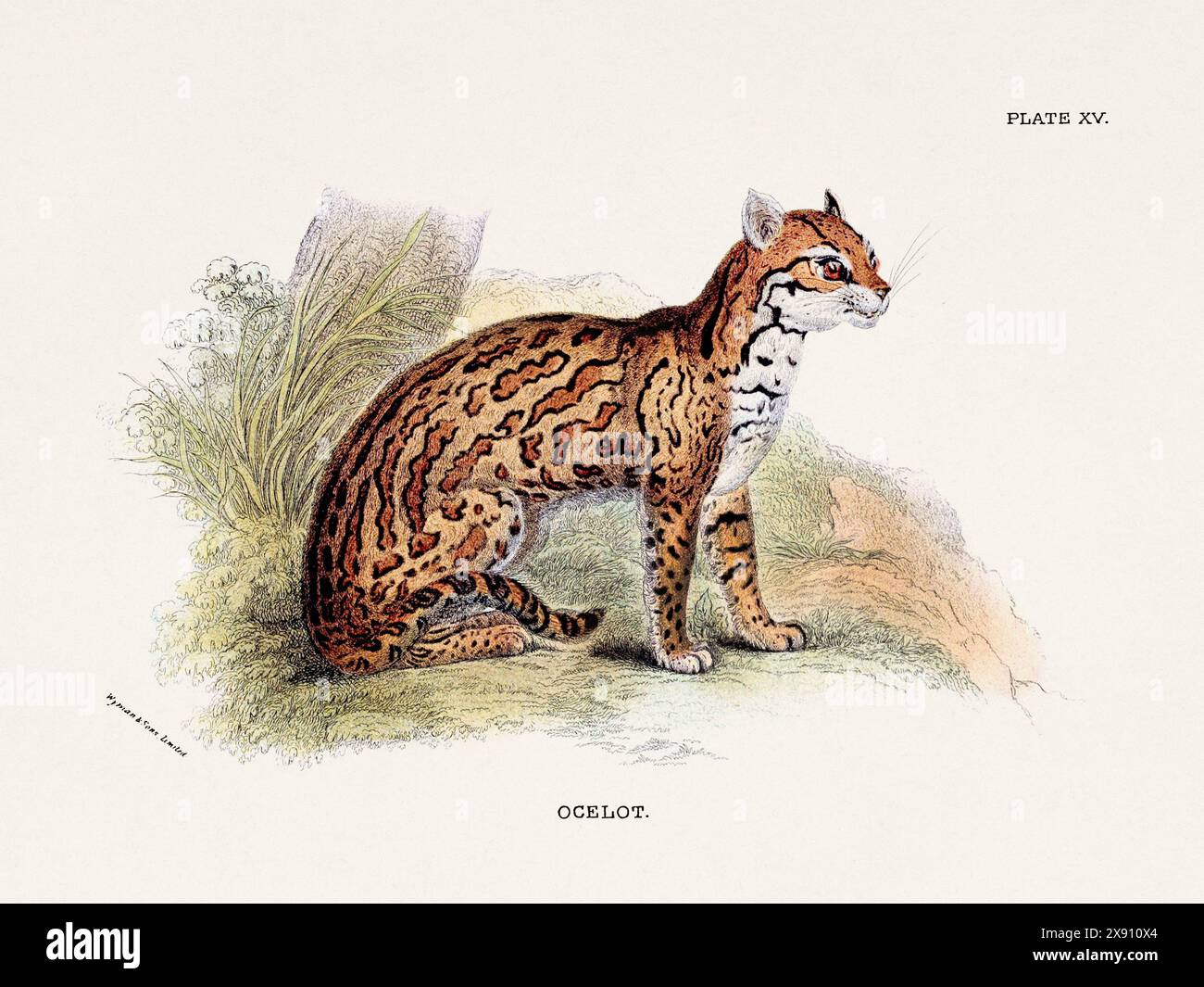 Ozelot. Vintage-Illustration einer wilden Katze aus einem naturgeschichtlichen Buch aus dem 19. Jahrhundert, das Katzenarten beschreibt. Stockfoto